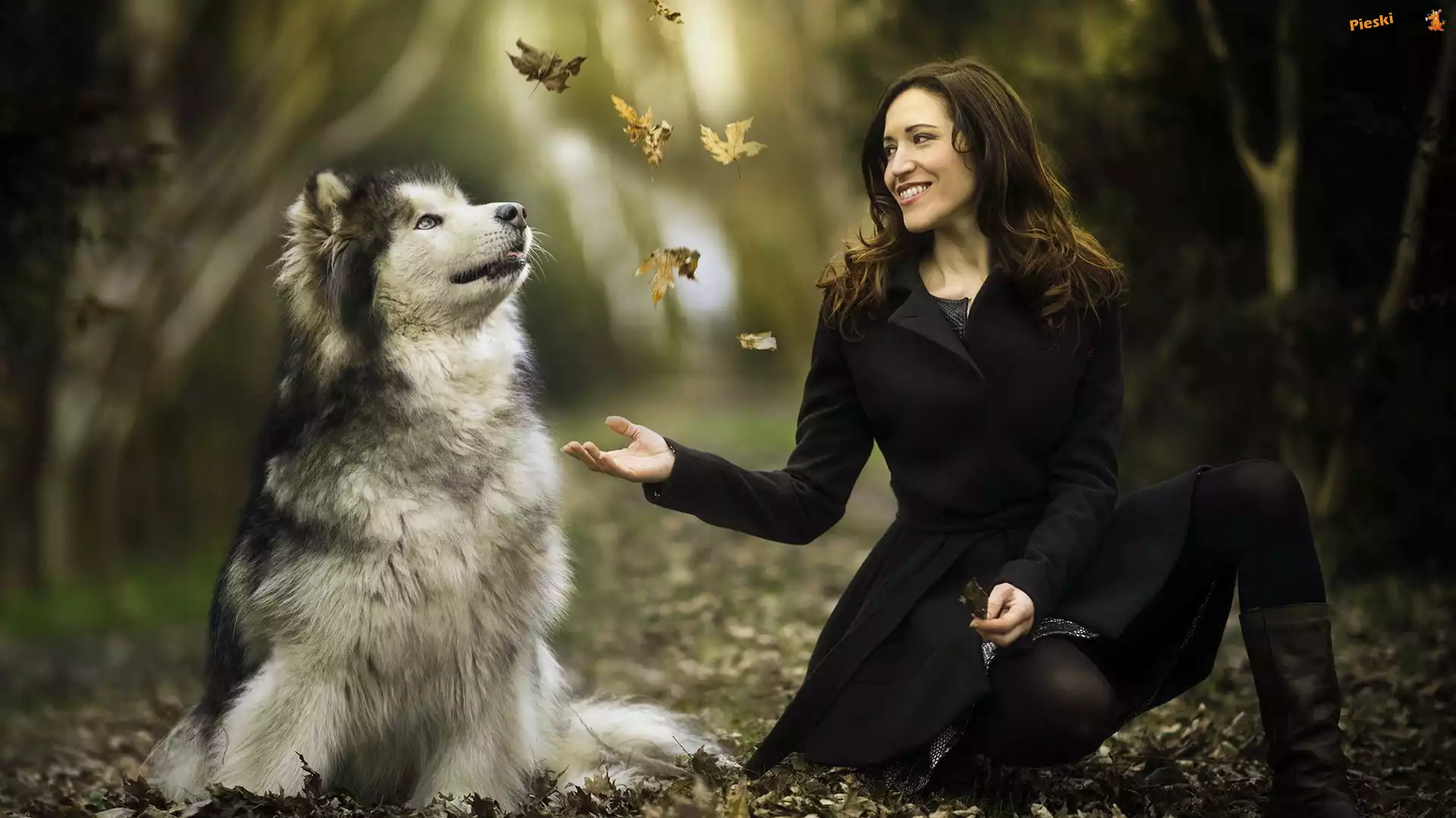 Kobieta, Pies, Alaskan malamute, Liście