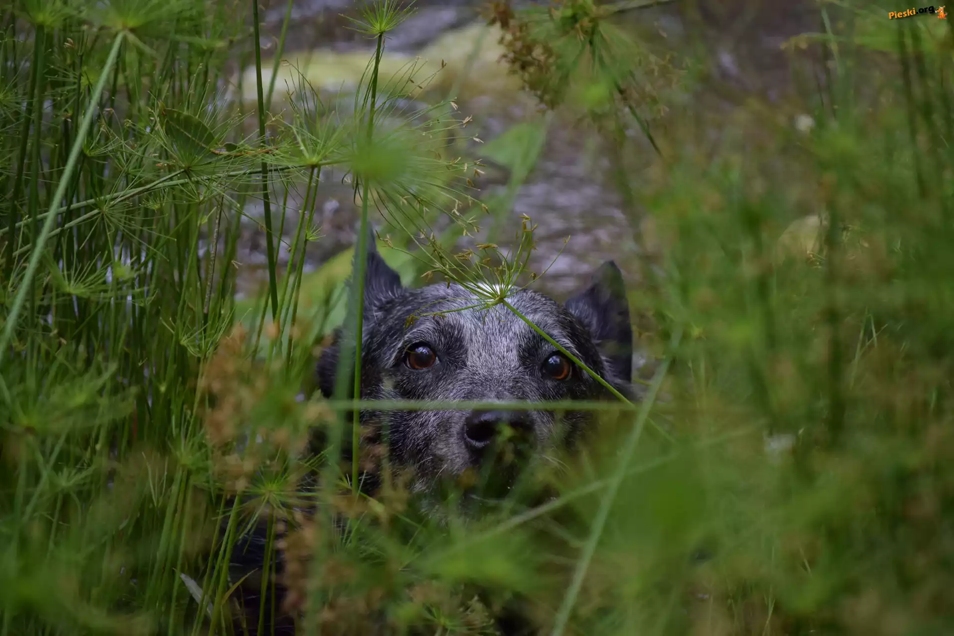 Australian cattle dog, Pyszczek, Zarośla