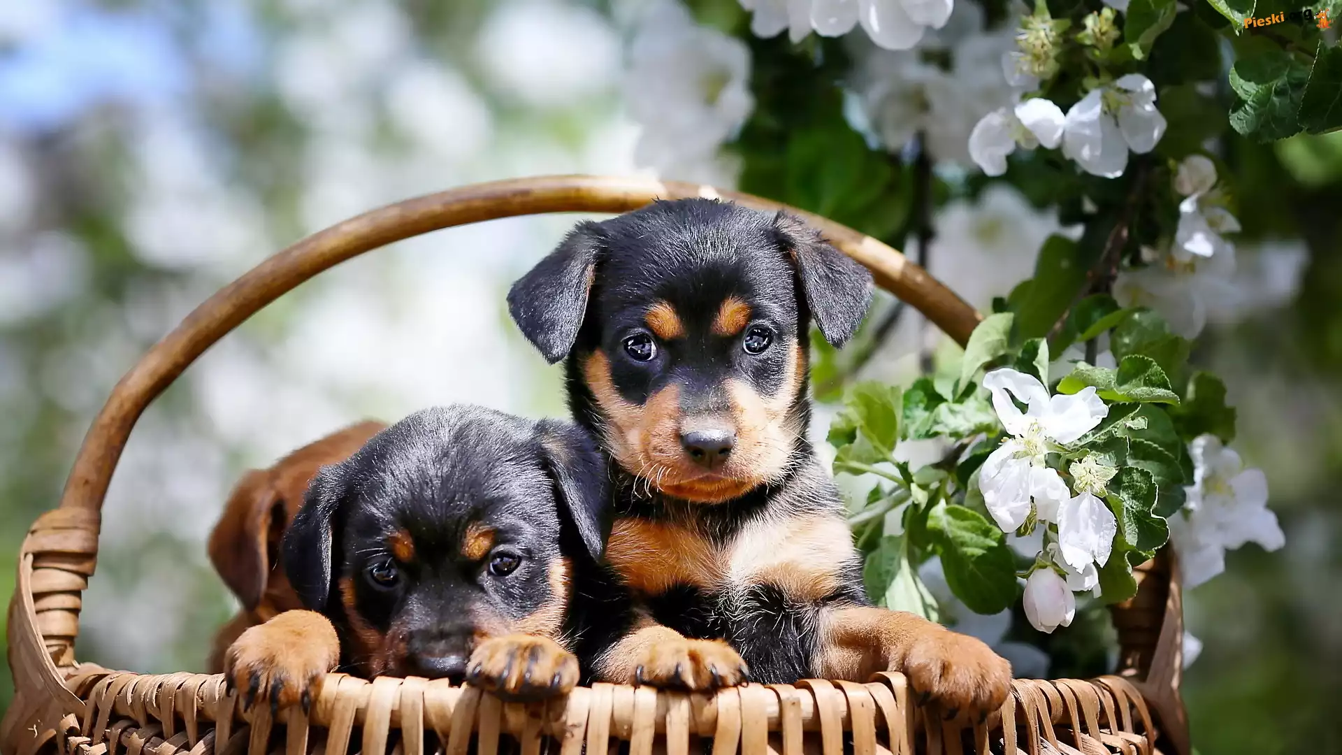 Rottweiler, Psy, Szczeniaki, Koszyk