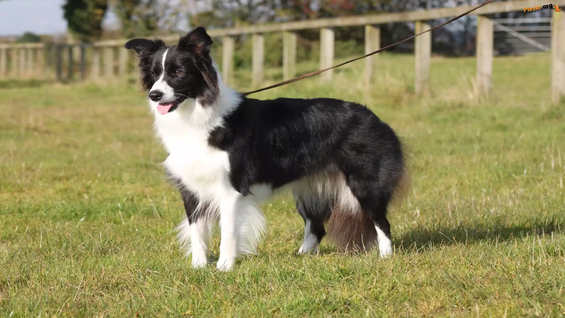 Smycz, Pokaz, Border collie, Trawa