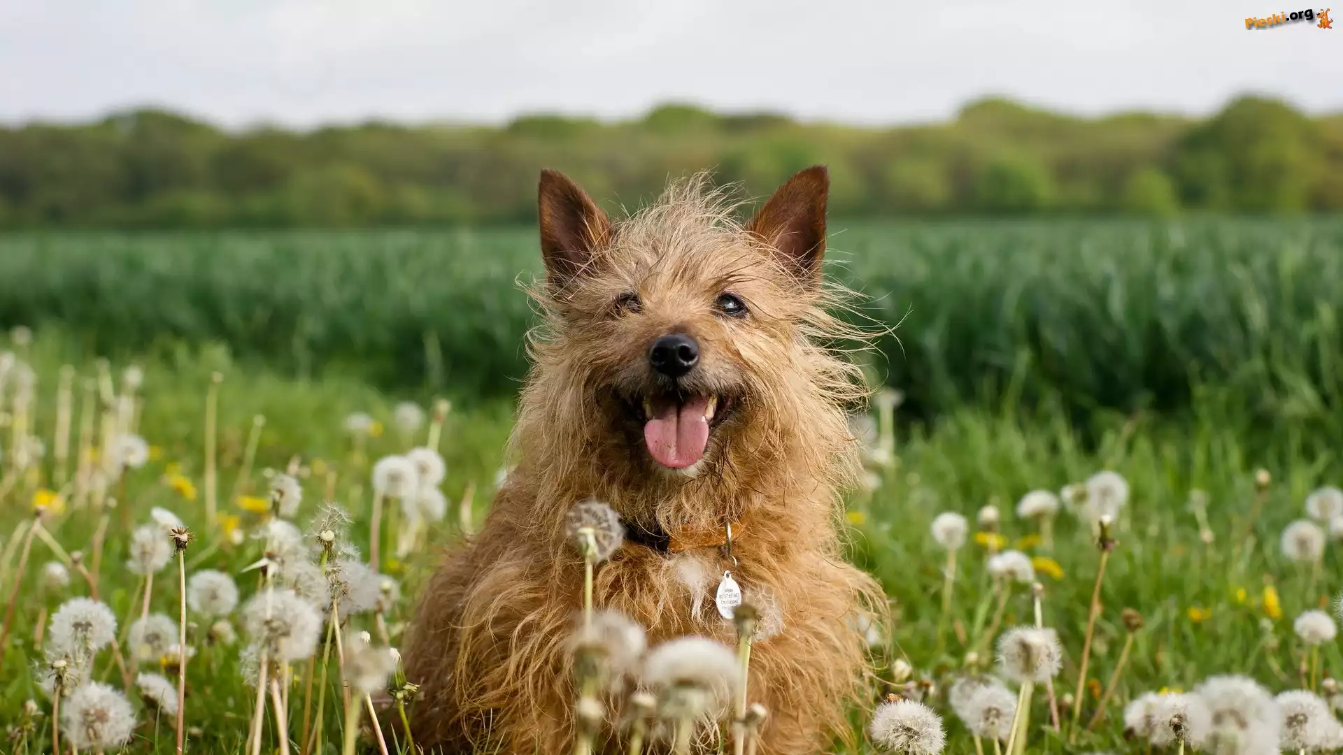 Łąka, Pies, Cairn terrier, Dmuchawce