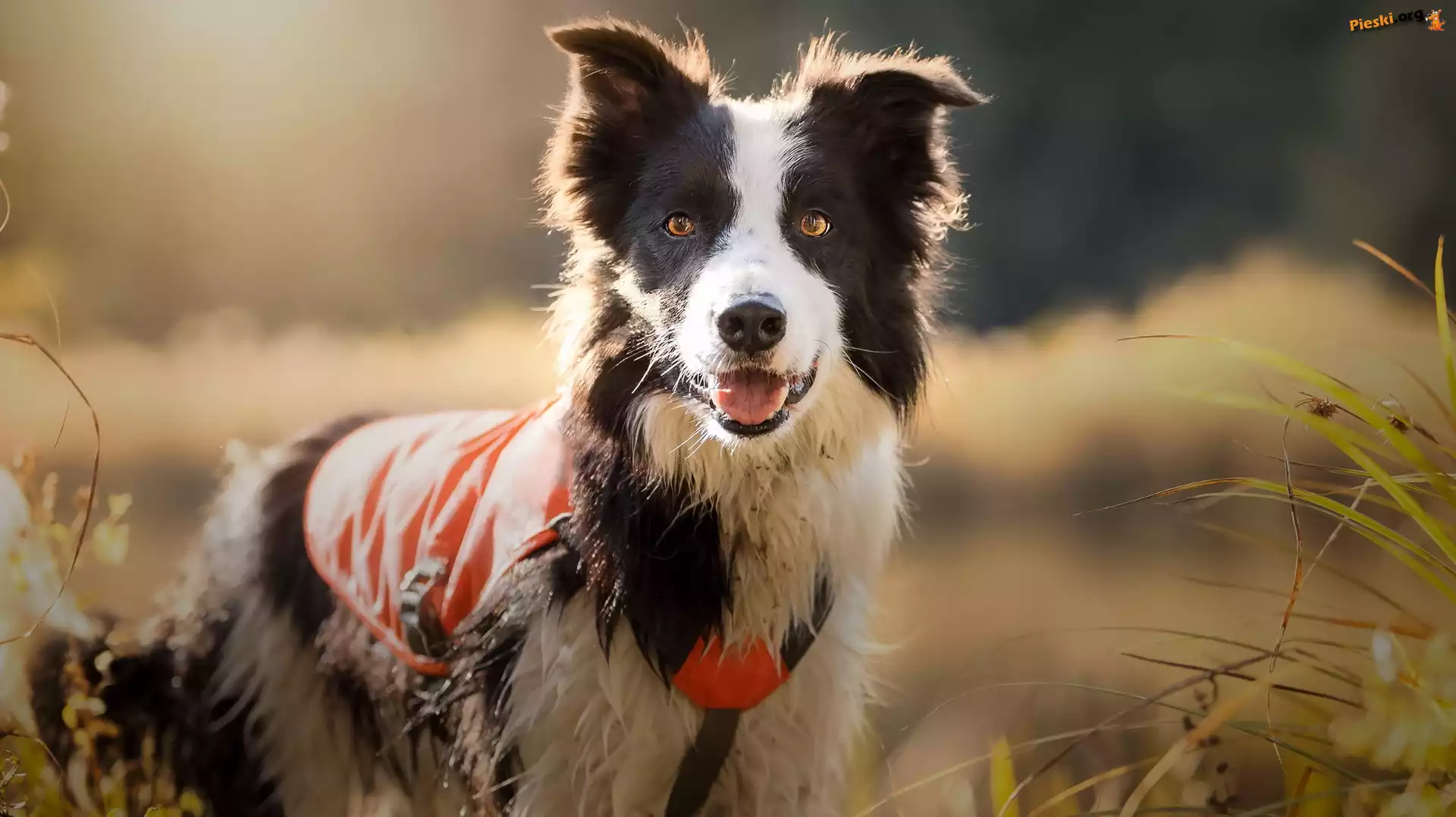 Szelki, Łąka, Border collie, Trawa, Okrycie