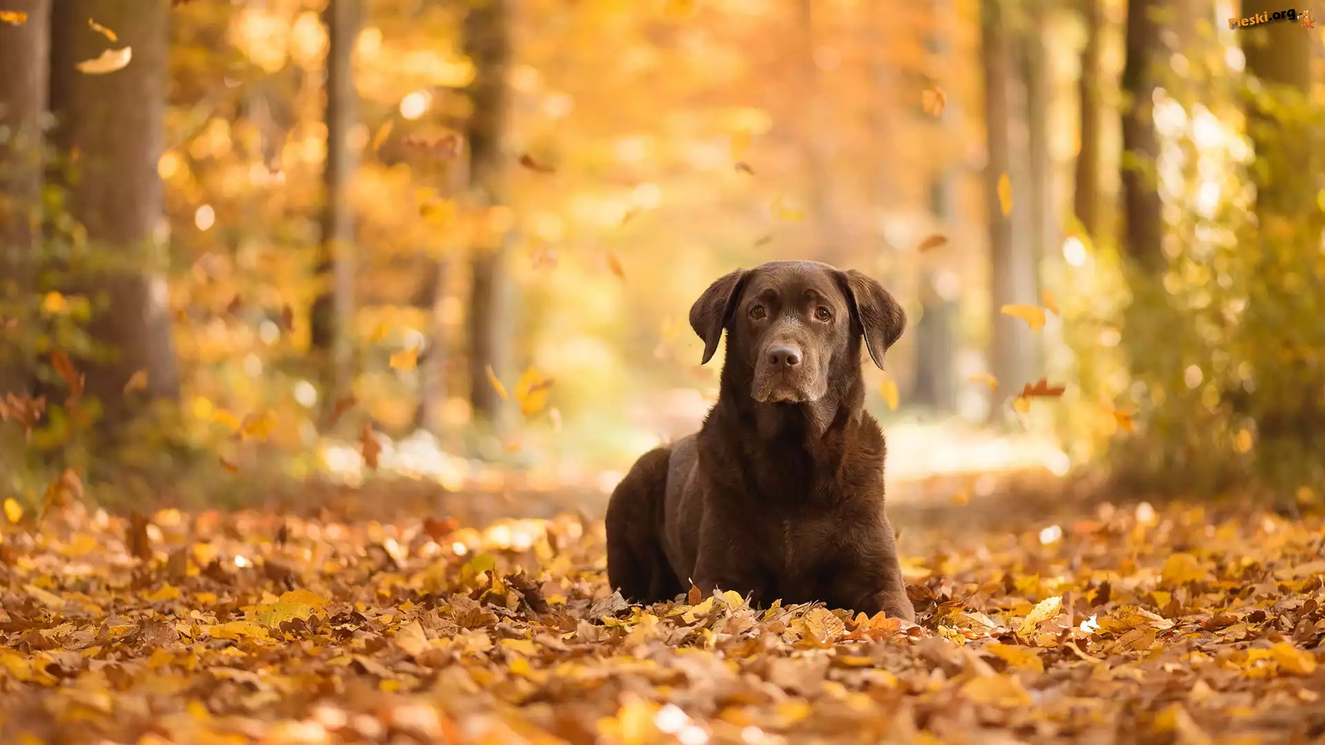 Labrador retriever, Las, Liście