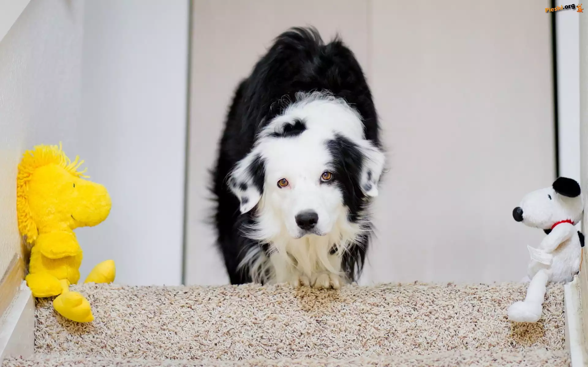Border collie, Schody, Maskotki