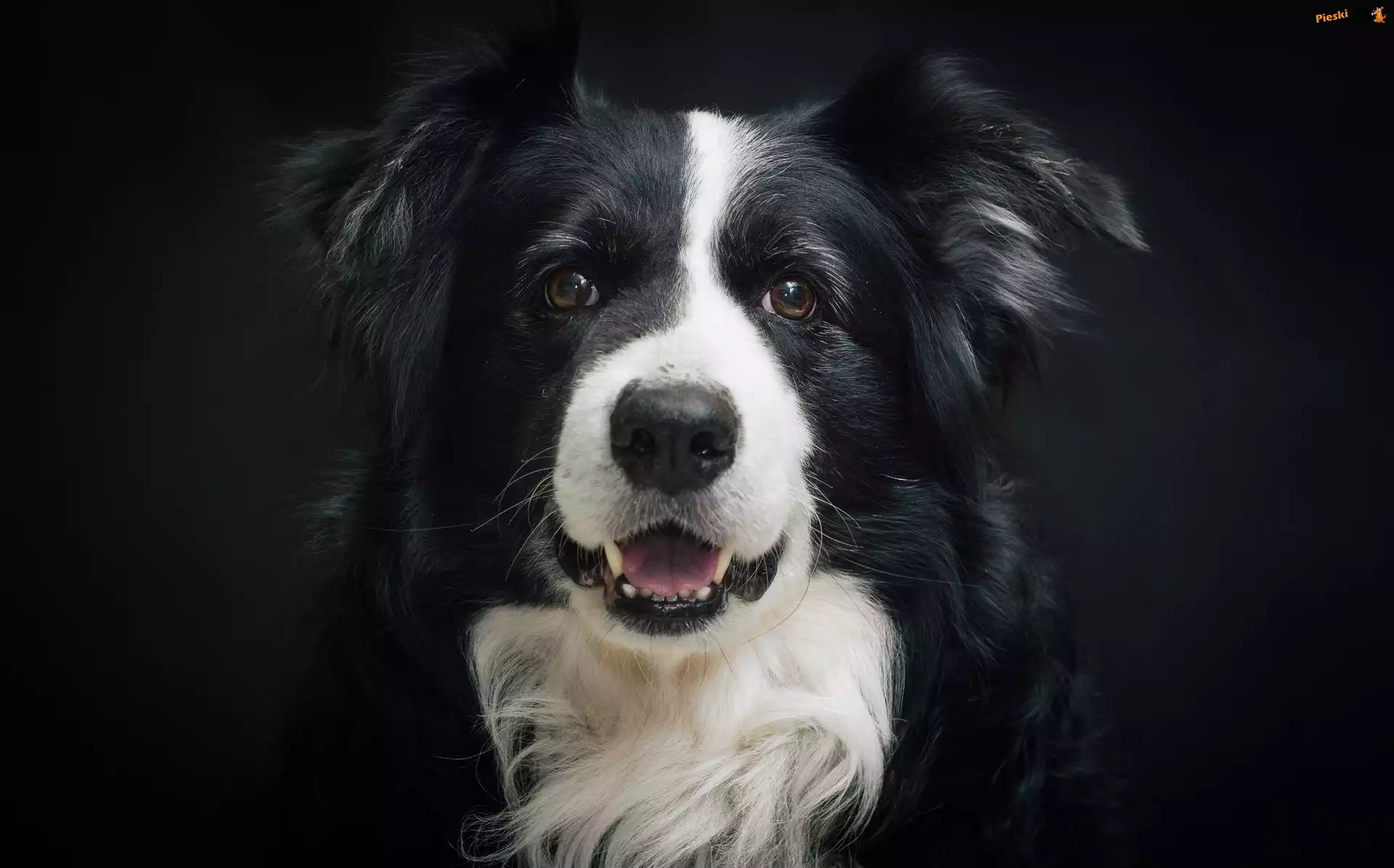 Border collie, Pyszczek