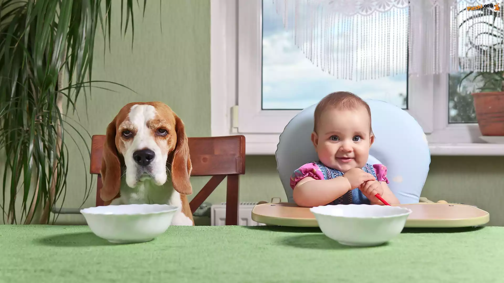 Jedzenie, Pies, Dziecko, Beagle, Śmieszne