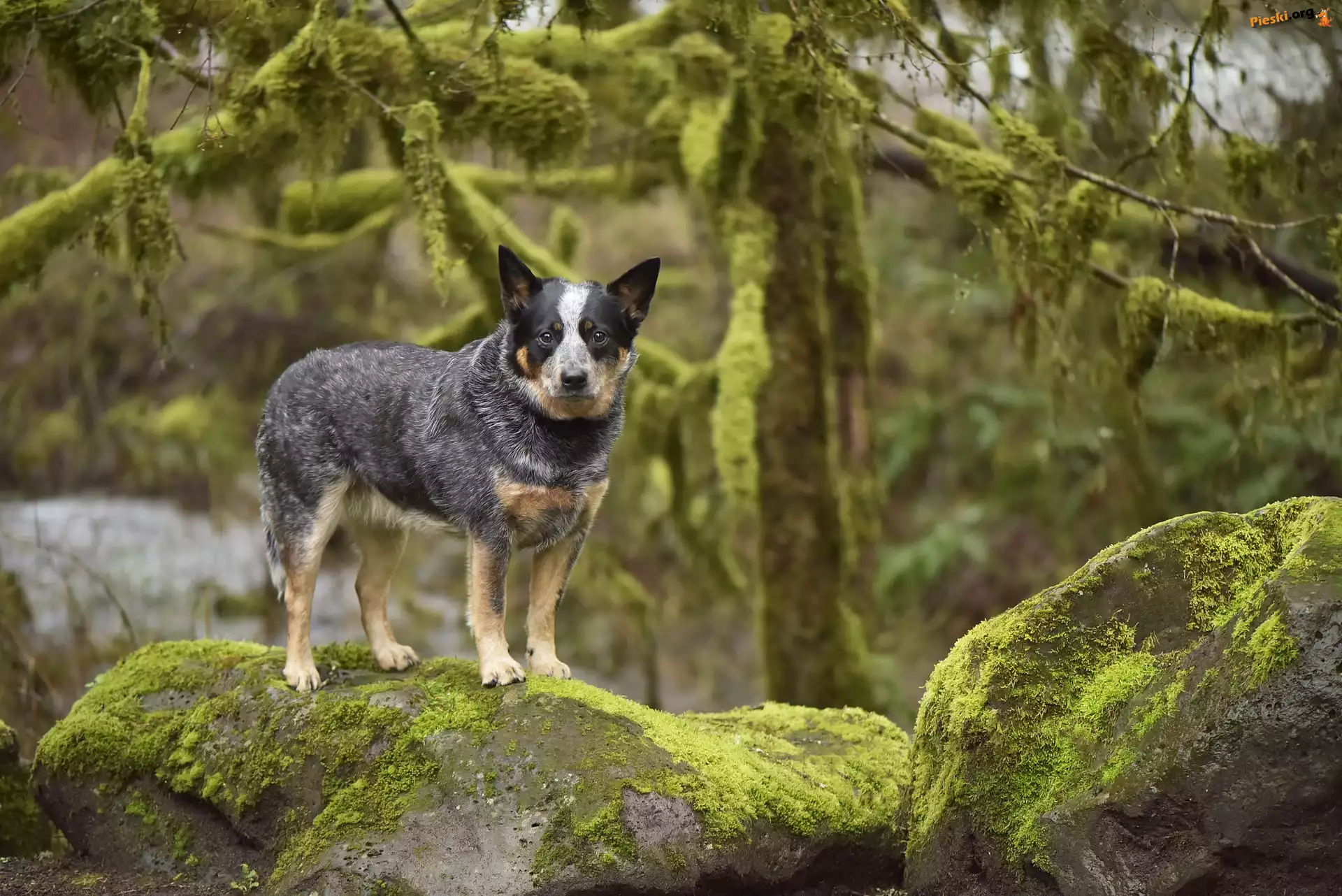 Mech, Australian cattle dog, Pies, Skały, Drzewa