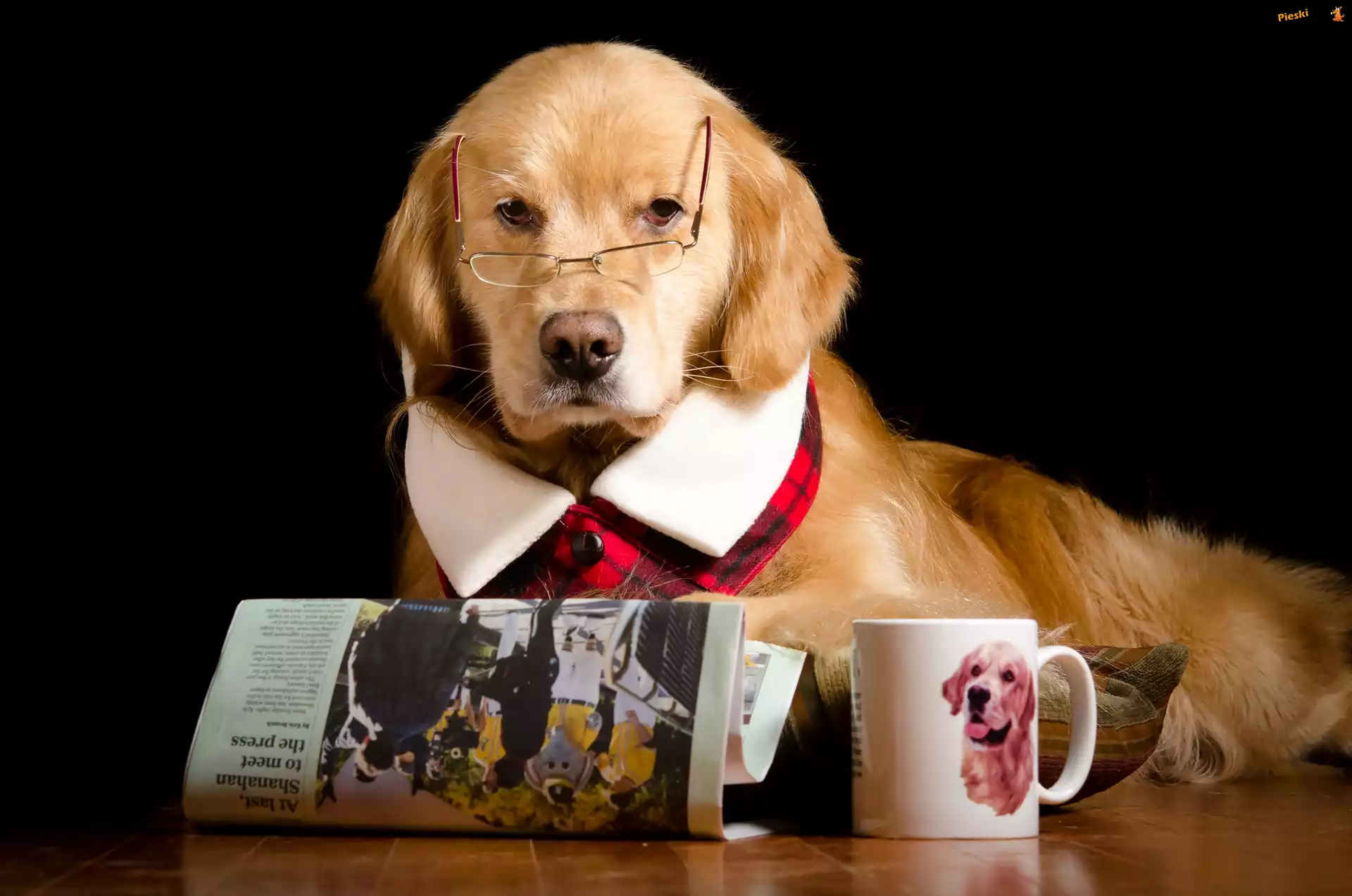 Kubek, Okulary, Golden Retriever, Gazeta, Śmieszne