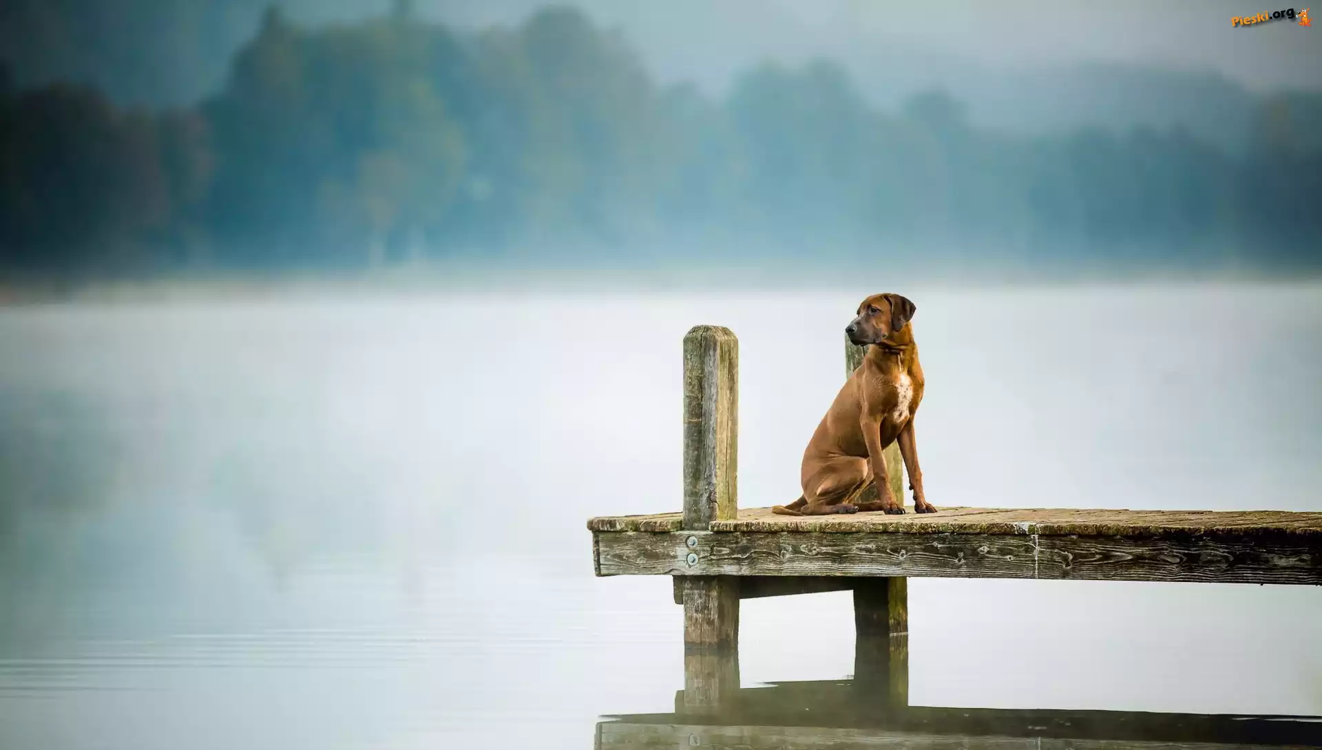 Jezioro, Pies, Pomost, Rhodesian ridgeback, Mgła