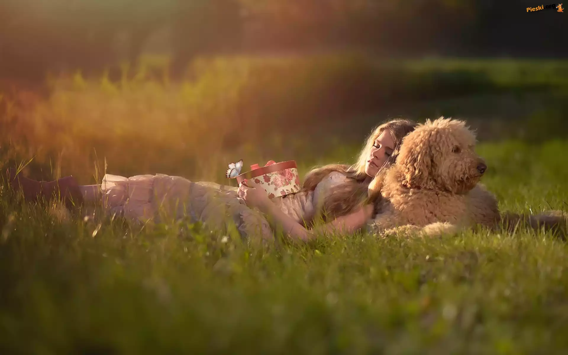 Trawa, Kobieta, Prezent, Labradoodle, Pies, Łąka, Trawa