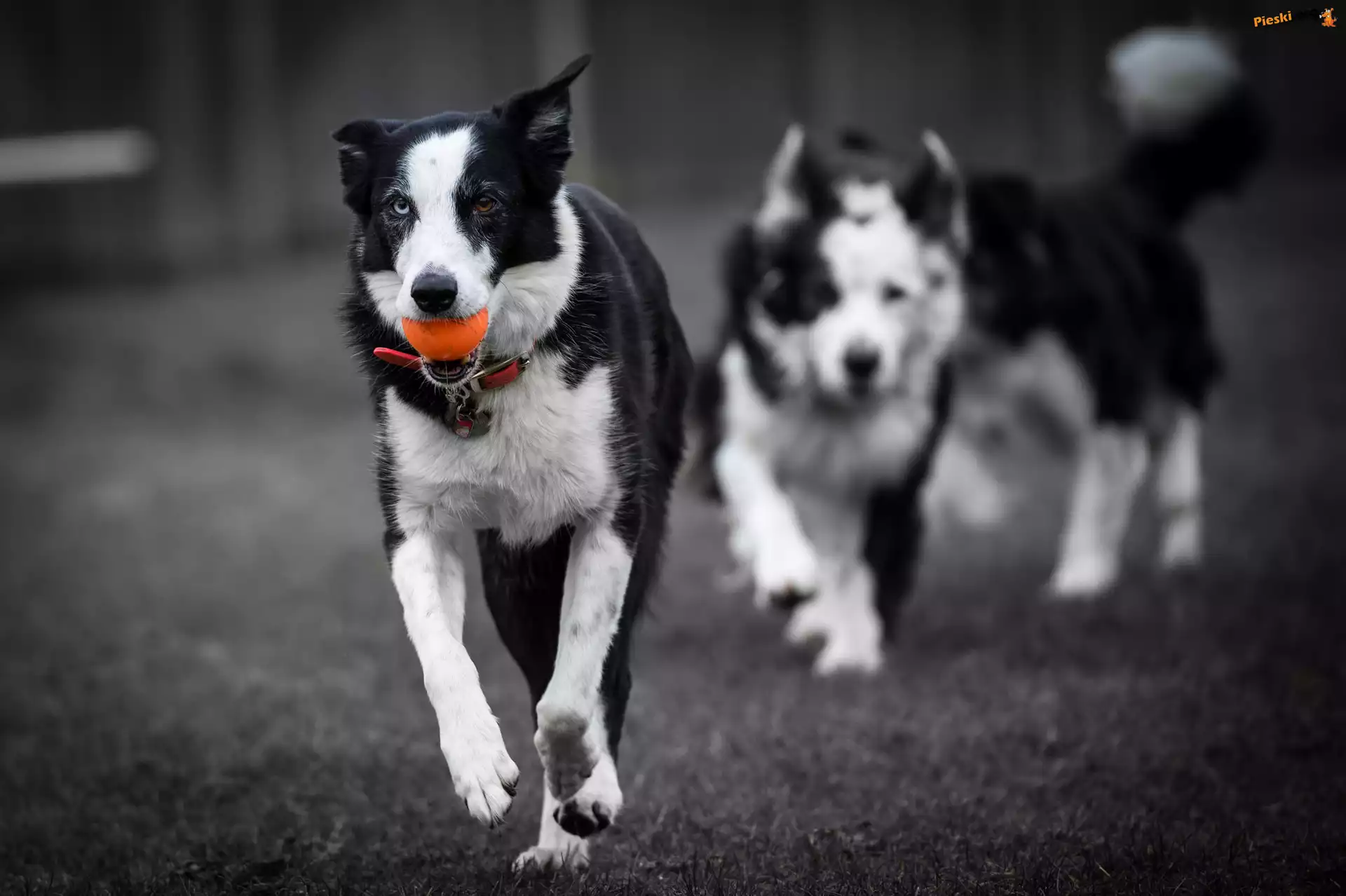 Piłeczka, Psy, Border collie, Bieg