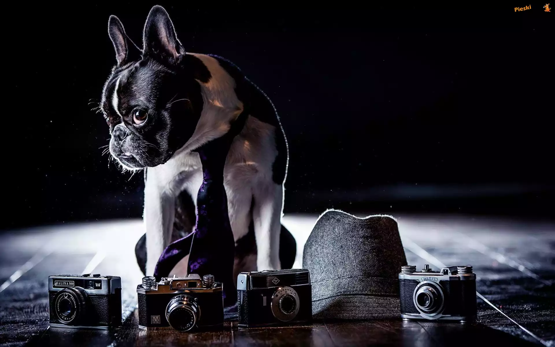 Kapelusz, Buldog francuski, Aparaty fotograficzne, Krawat