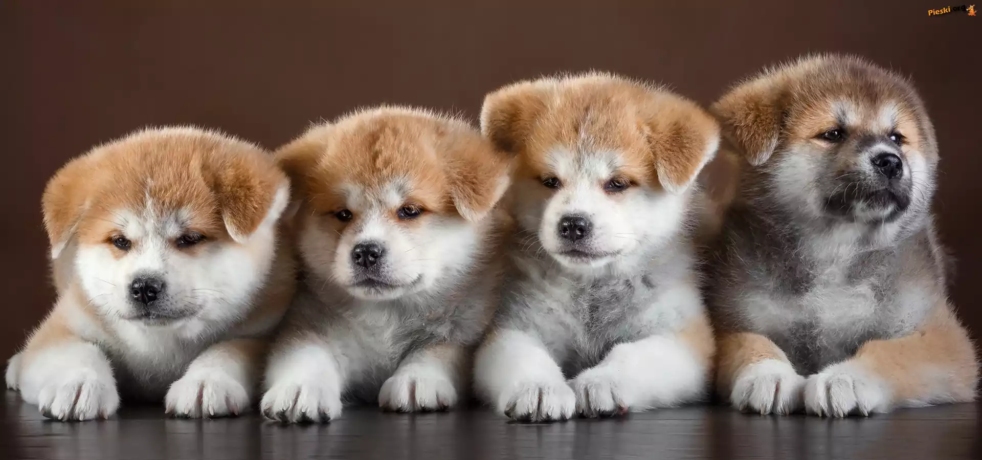 Szczeniaki, Cztery, Słodkie, Akita inu