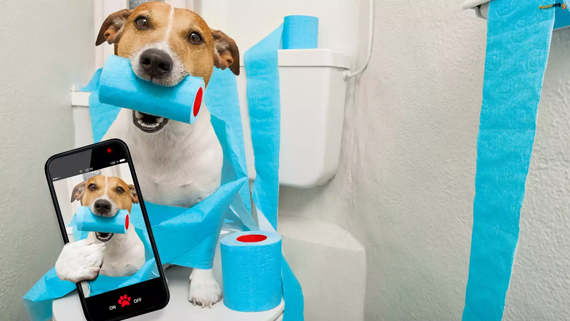 Telefon, Jack russell terrier, Pies, Papier toaletowy, Selfie