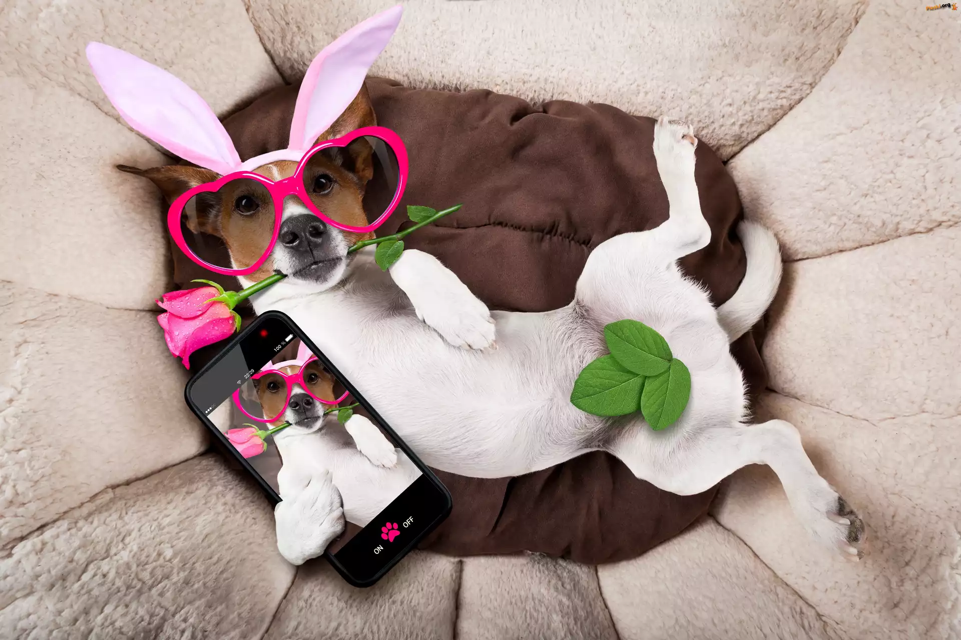 Róża, Śmieszny, Telefon, Jack russell terrier, Pies, Okulary, Selfie