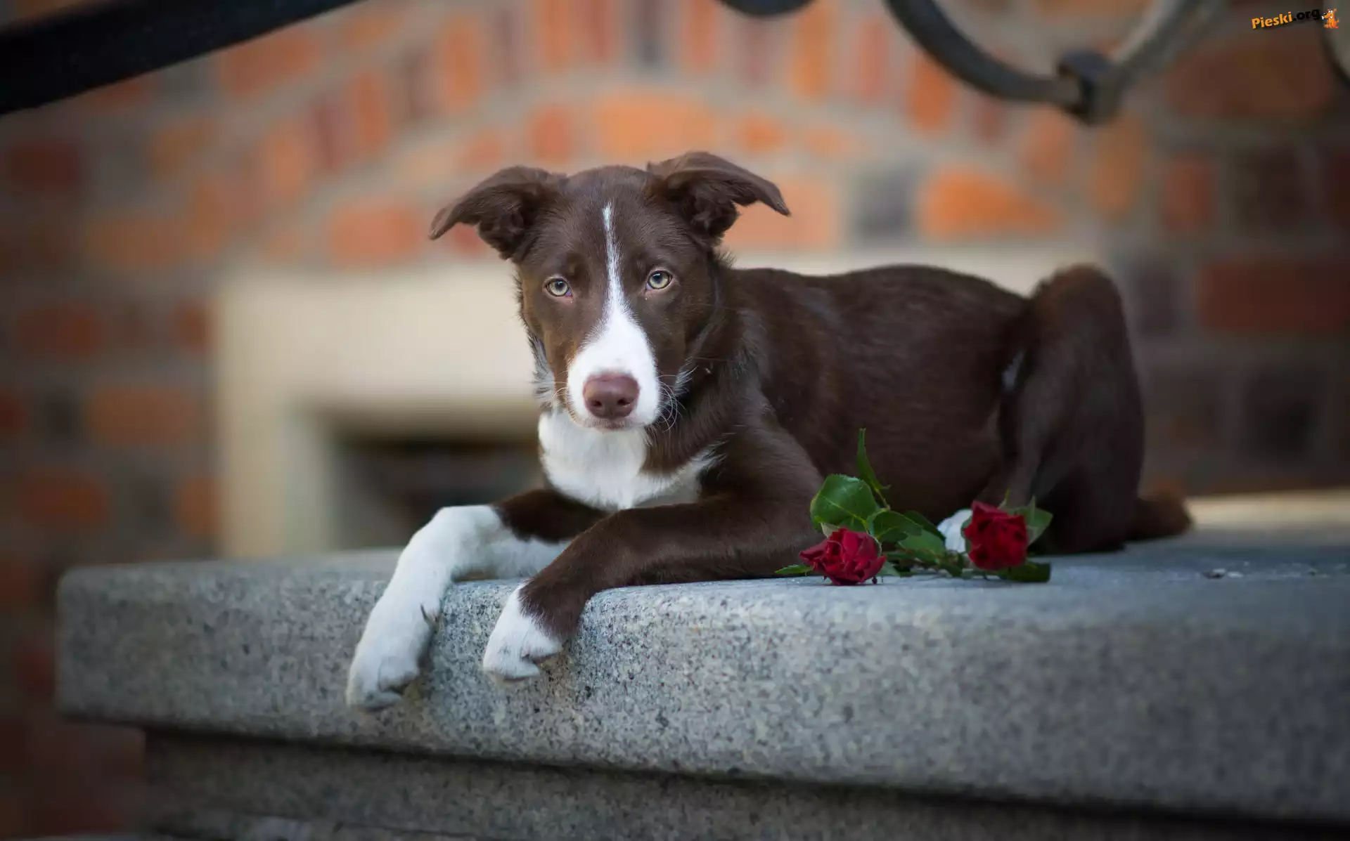 Kwiaty, Krótkowłosy, Pies, Border collie, Murek