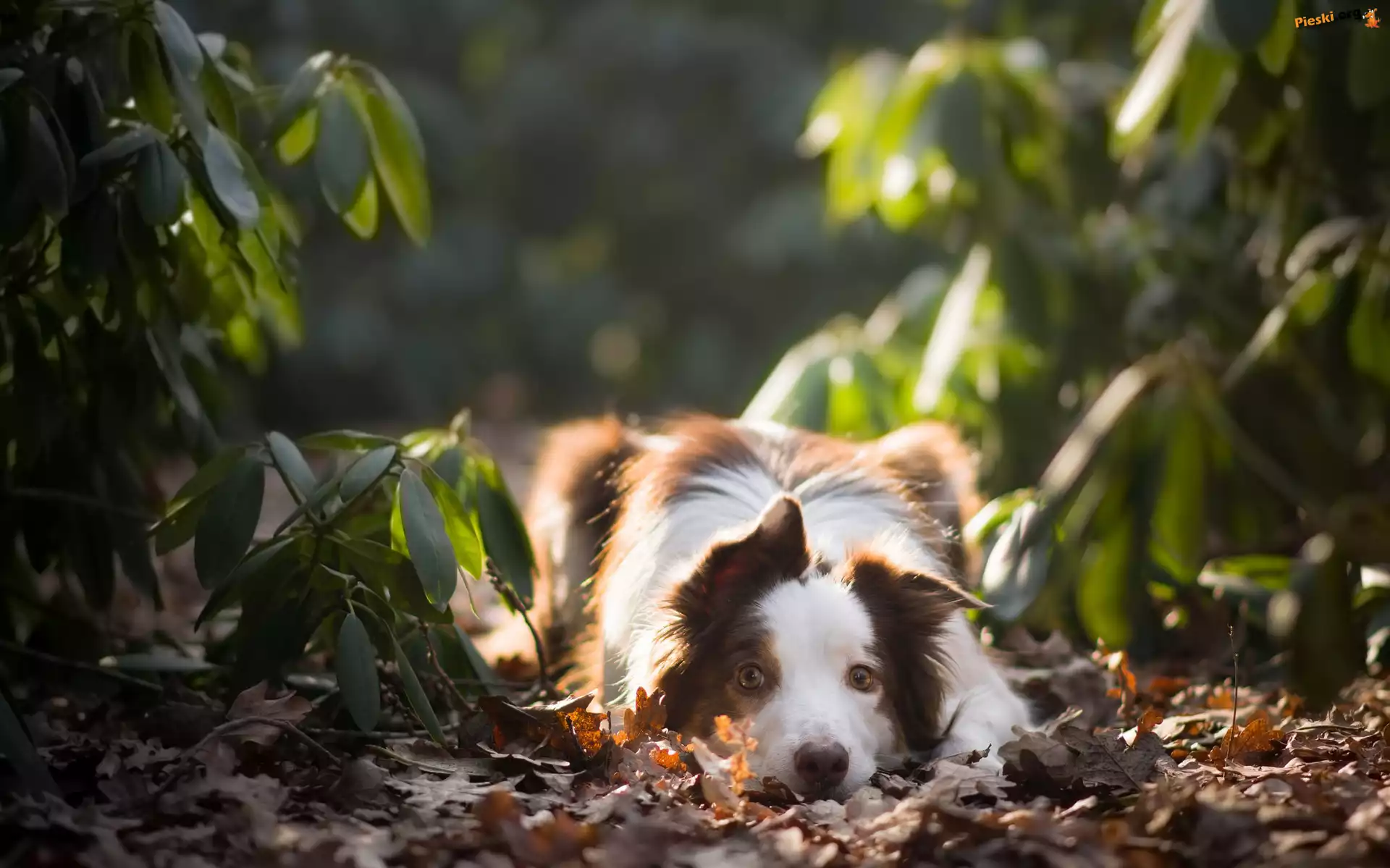 Rośliny, Pies, Leżący, Border collie, Liście