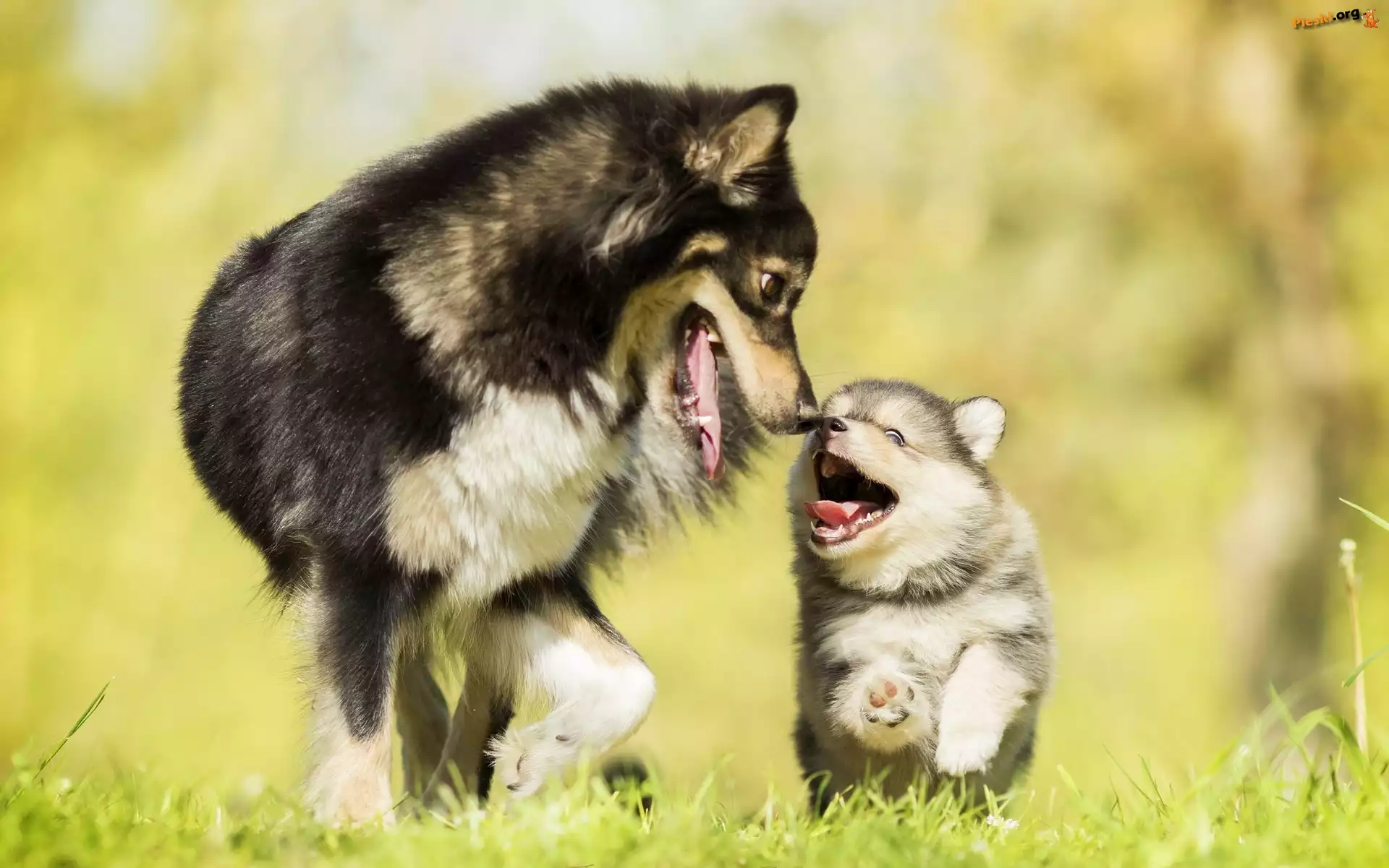 Szczeniak, Dorosły, Pies, Fiński lapphund