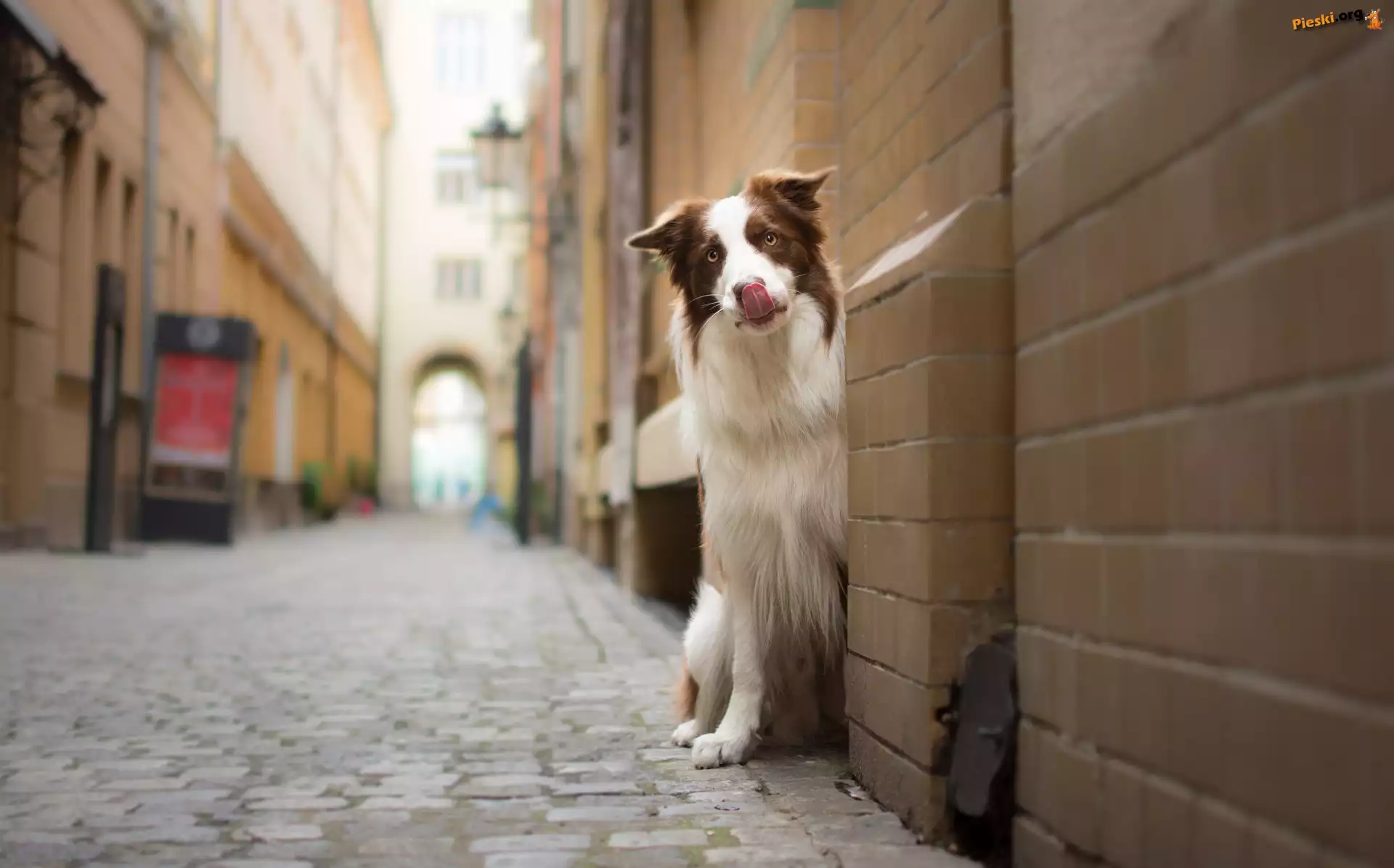 Kamienice, Pies, Border collie, Uliczka