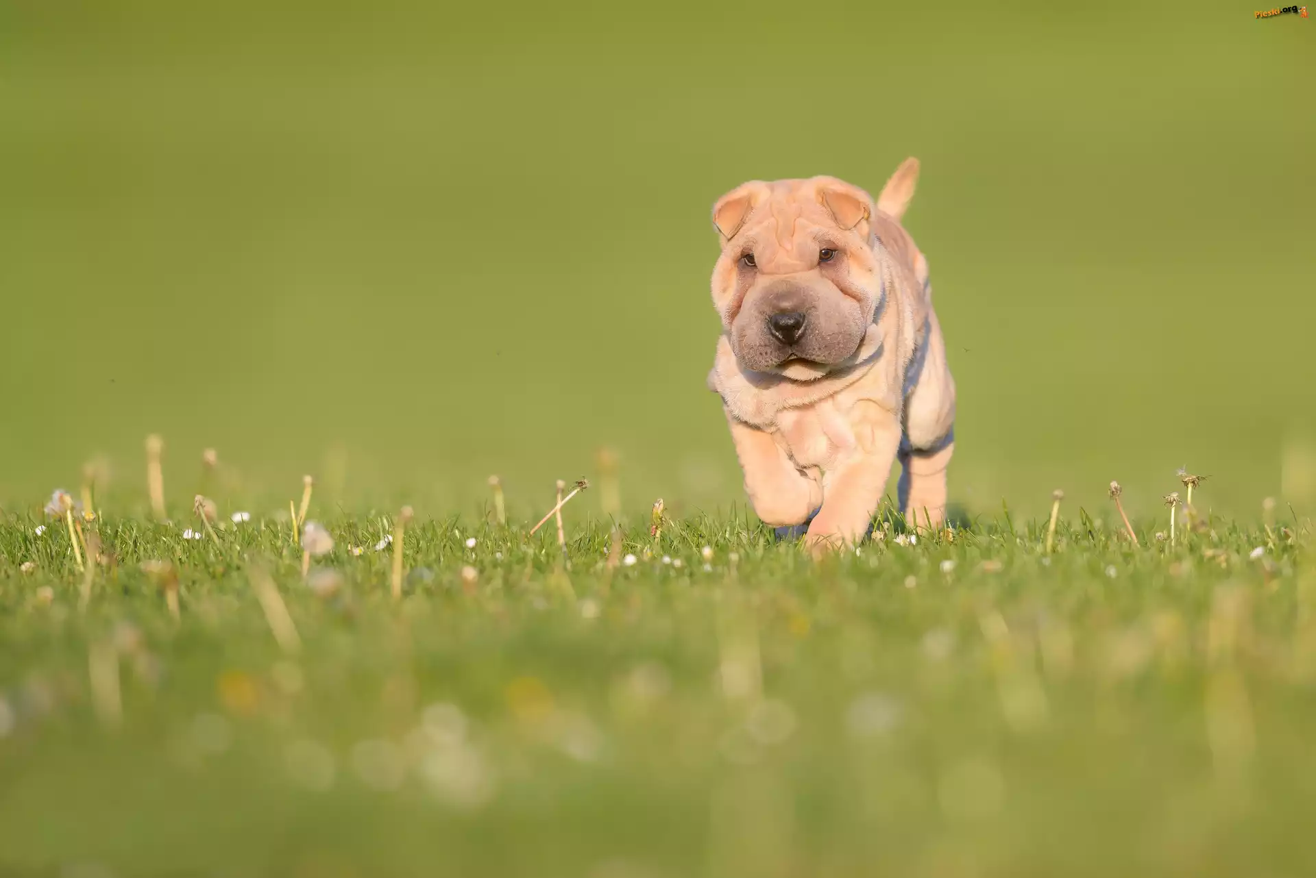 Łąka, Szczeniak, Pies, Shar pei, Trawa