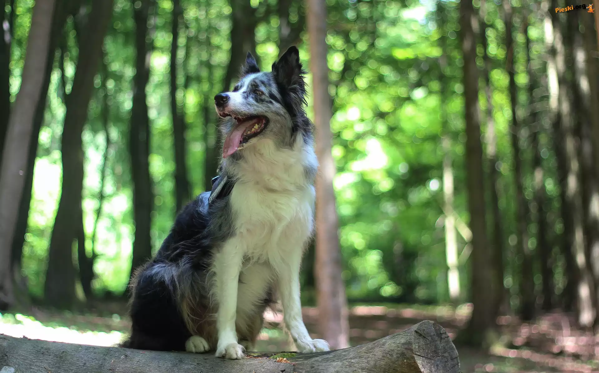 Las, Siedzący, Drzewa, Border collie, Pies, Kłoda, Bokeh