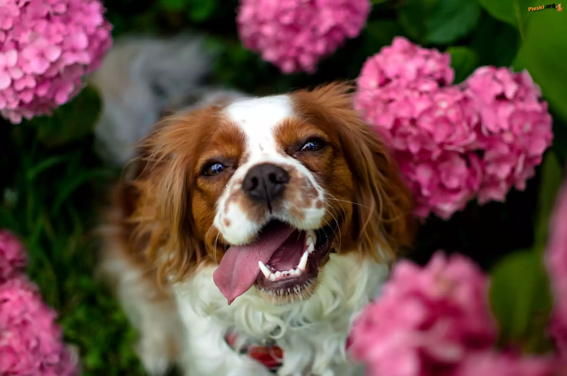 Rozmyte, Różowe, Springer spaniel walijski, Hortensje, Tło