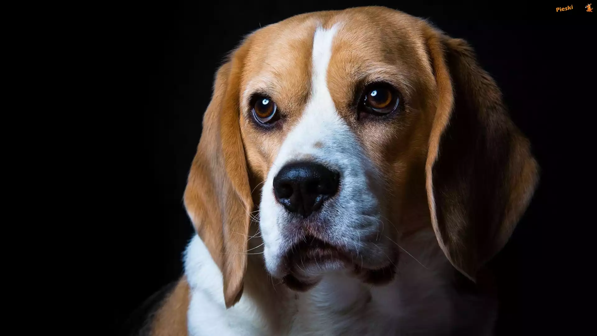 Smutny, Pies, Beagle