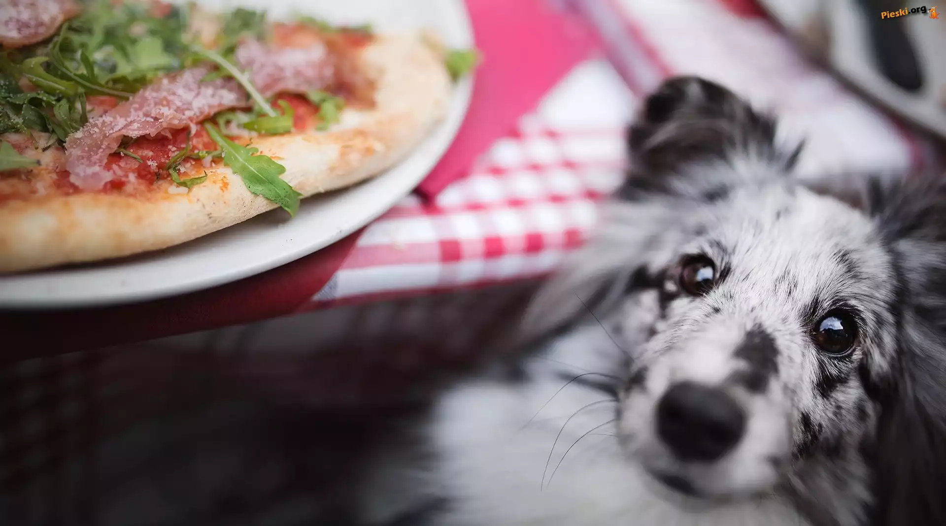 Talerz, Owczarek szetlandzki, Pies, Stół, Pizza