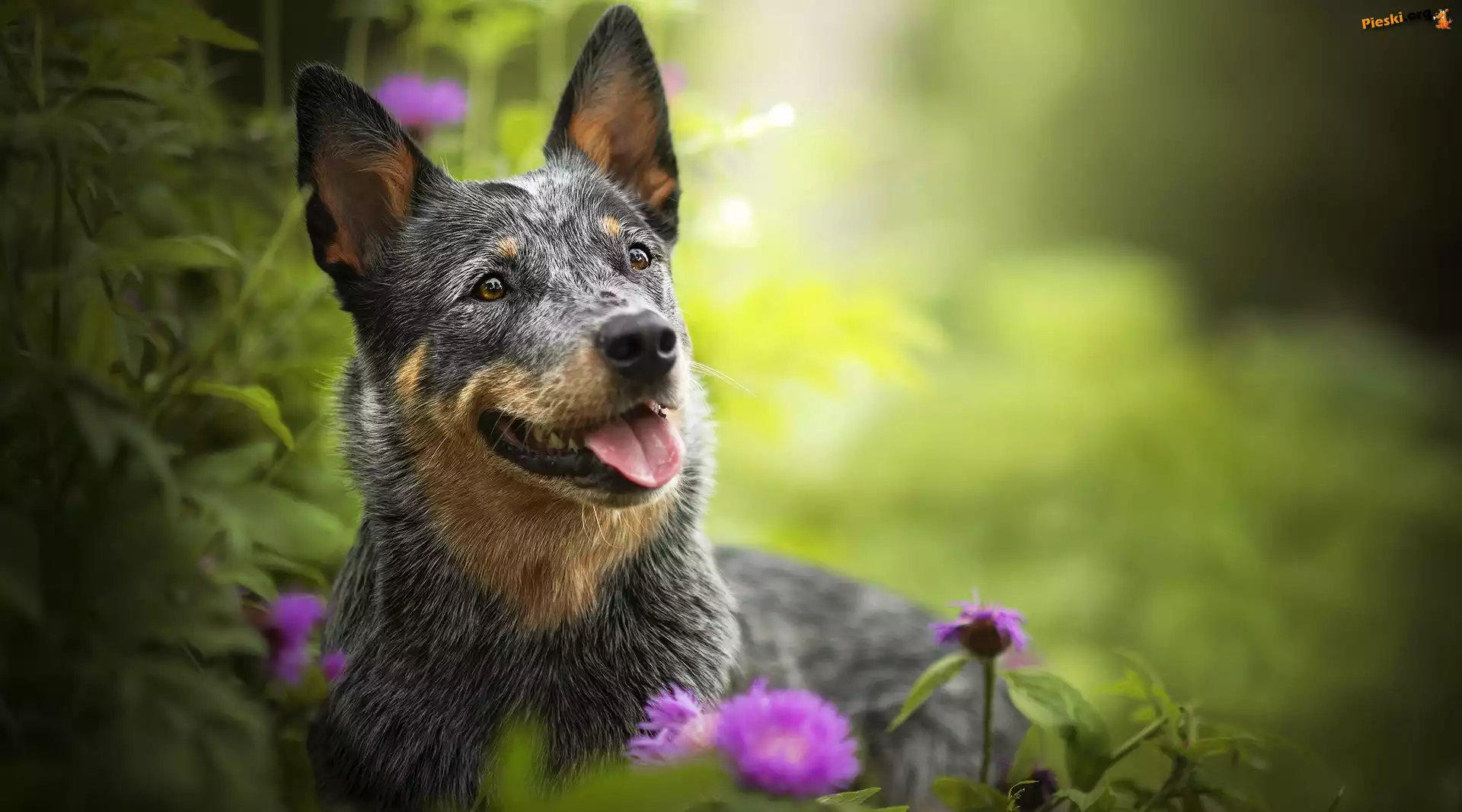 Kwiaty, Australian cattle dog, Pies, Mordka, Rośliny
