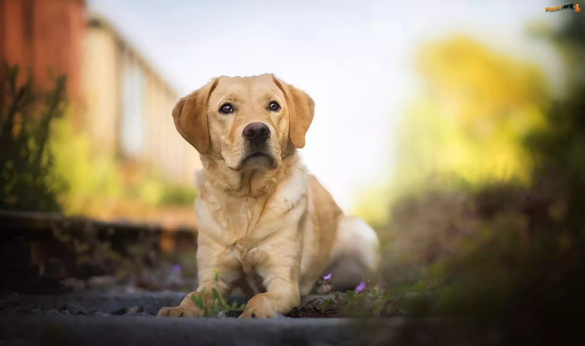 Rozmyte, Szczeniak, Pies, Labrador retriever, Tło