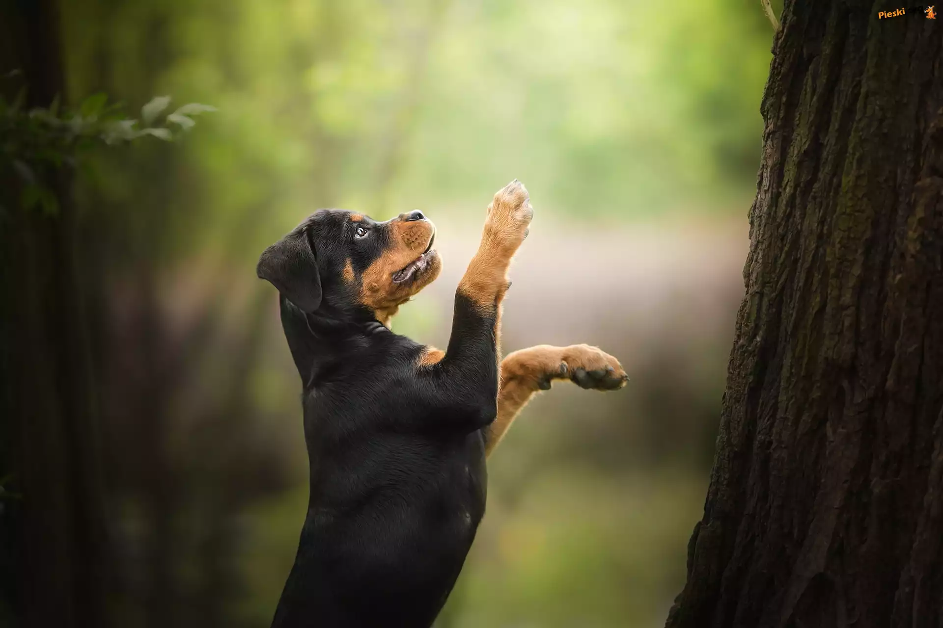 Rottweiler, Pies, Szczeniak, Drzewo
