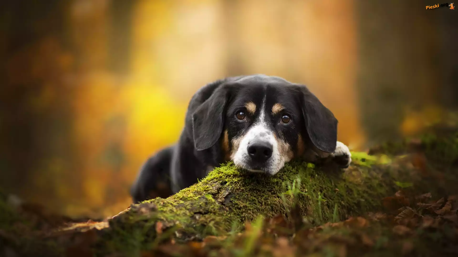 Ściółka, Entlebucher, Pies, Mordka, Mech