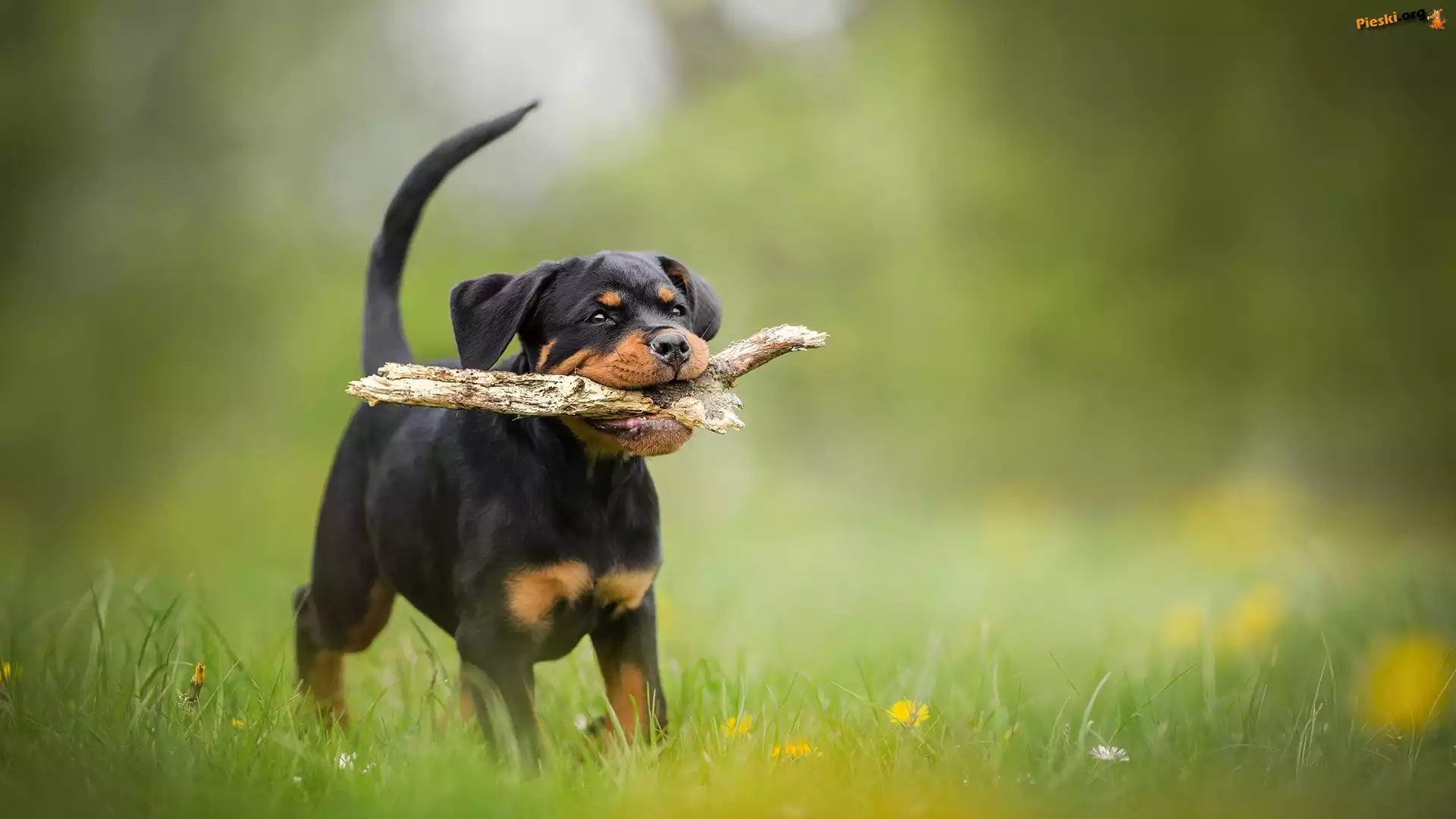 Łąka, Pies, Trawa, Rottweiler, Szczeniak, Patyk, Kwiatki