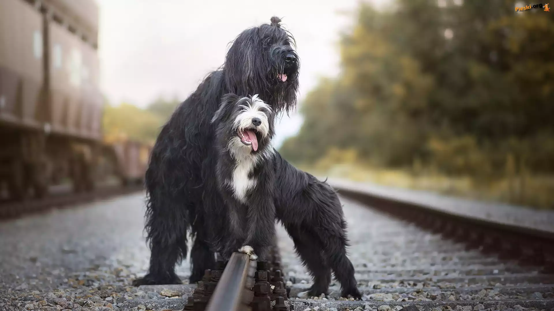 Tory, Owczarek francuski Briard, Psy, Bearded collie, Kolejowe