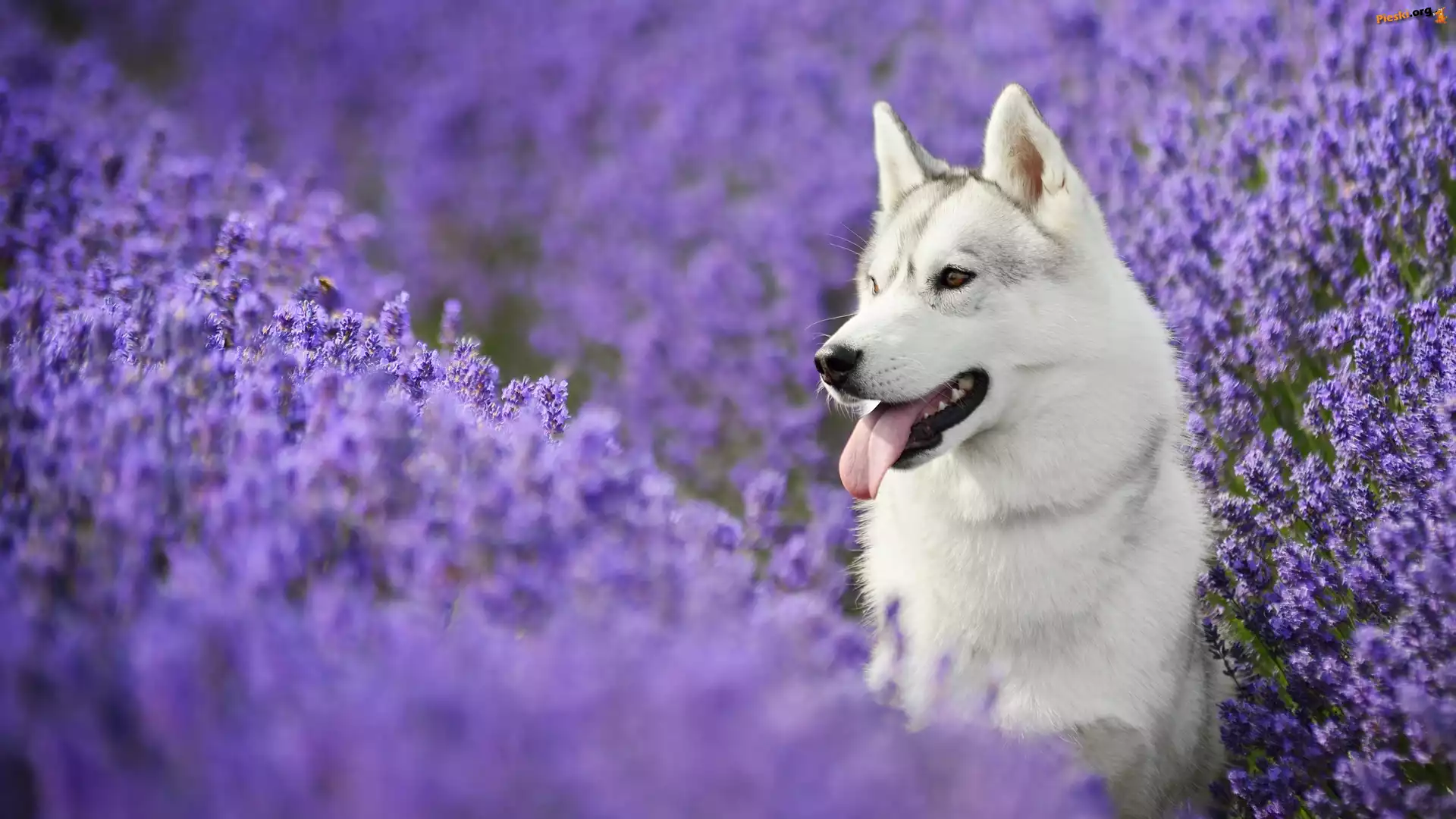 Siberian Husky, Lawenda