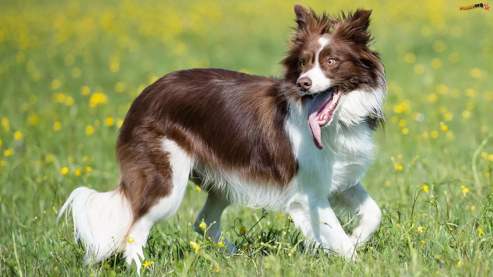 Trawa, Border collie, Pies, Łąka, Kwiaty