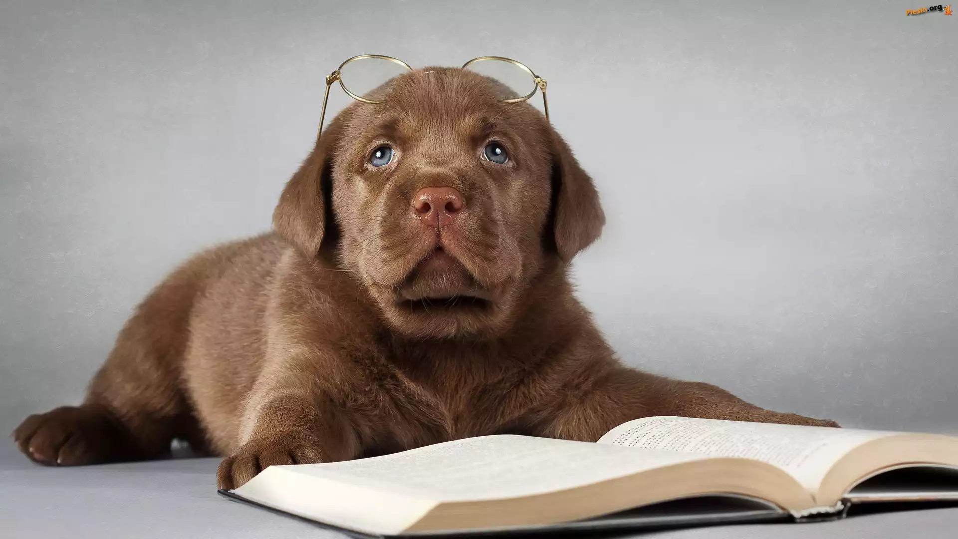 Książka, Szczeniak, Smutny, Labrador retriever, Okulary