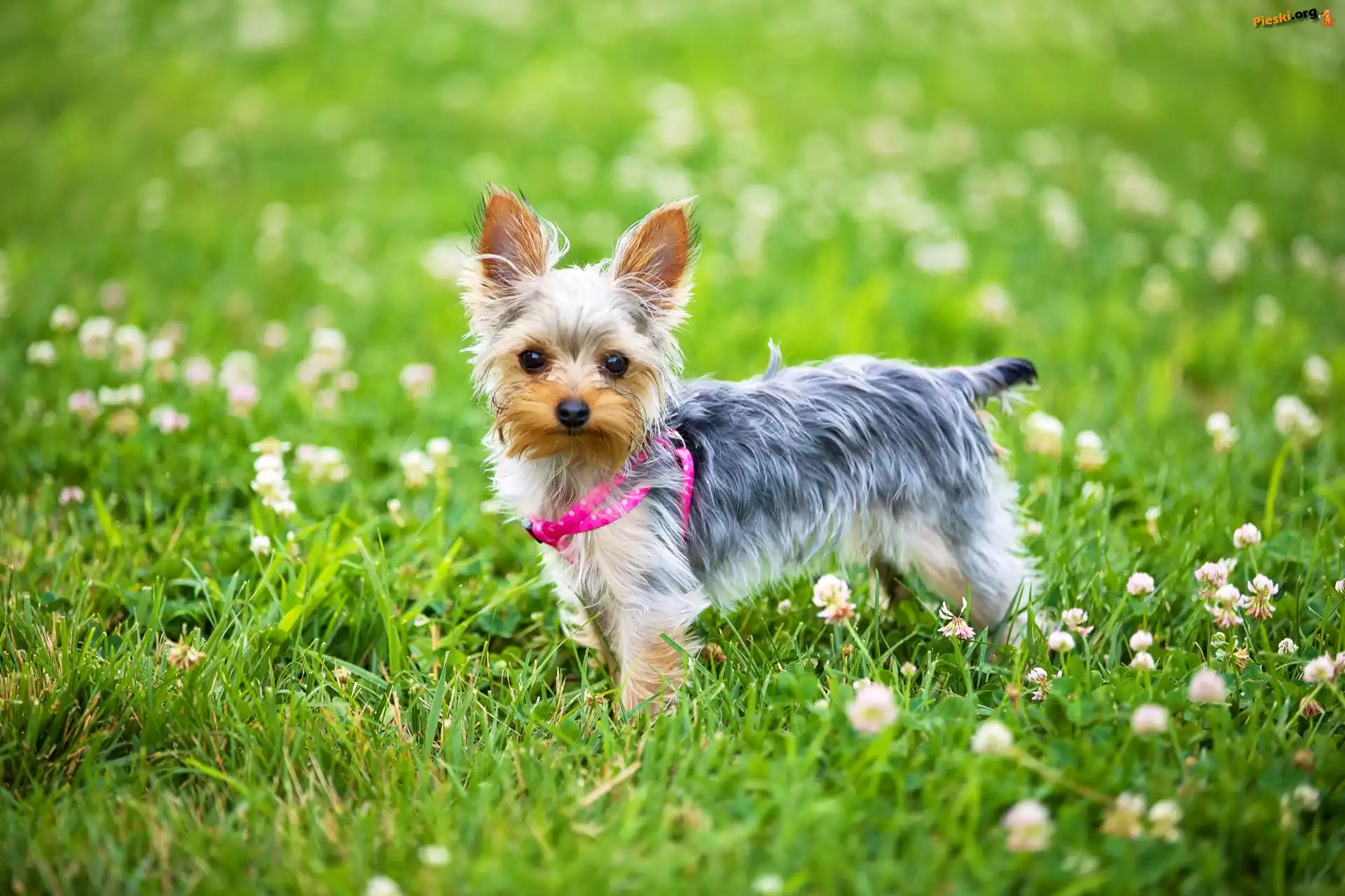 Yorkshire terrier, Łąka, Koniczyna