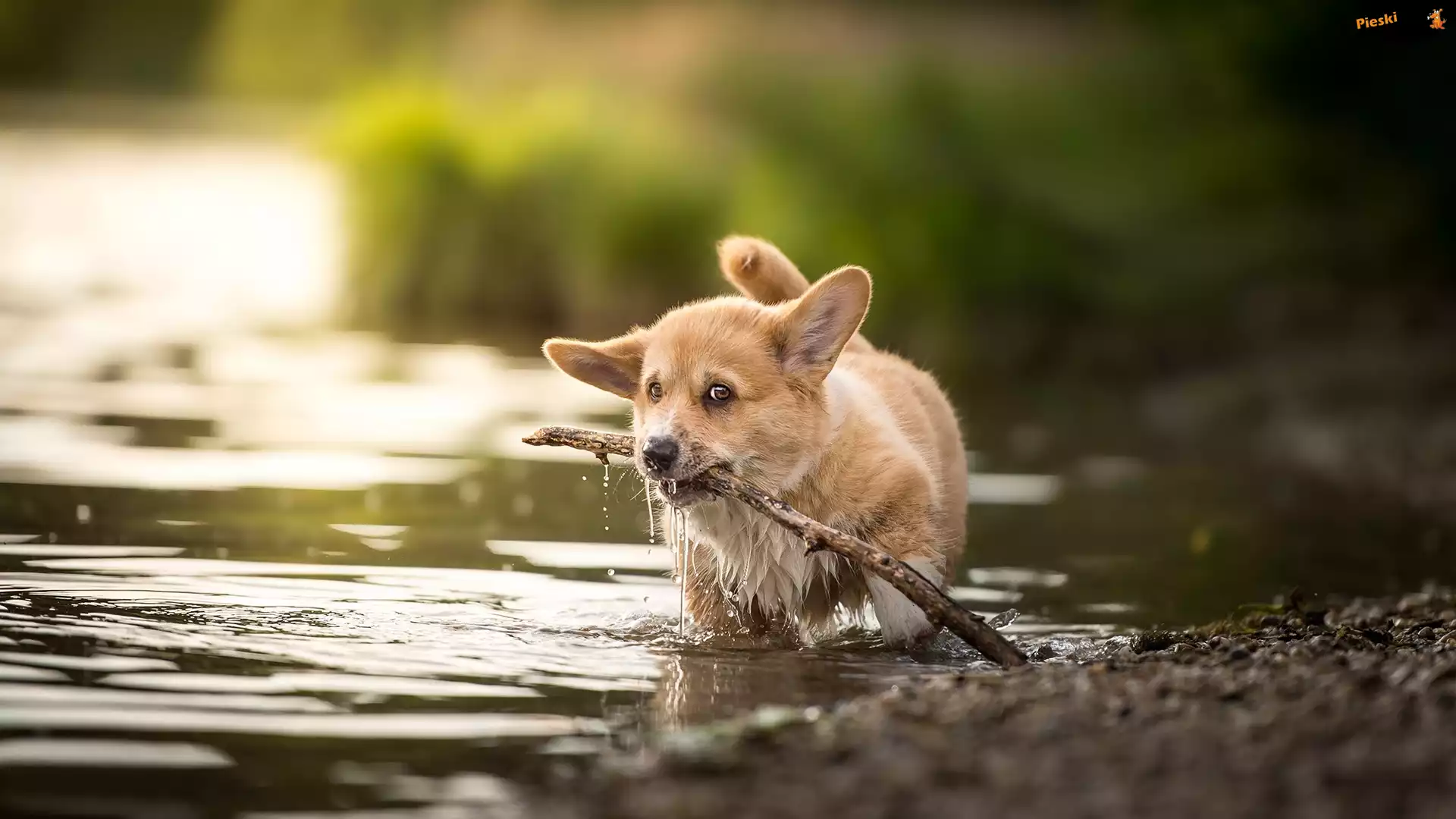 Woda, Szczeniak, Pies, Welsh corgi pembroke, Patyk