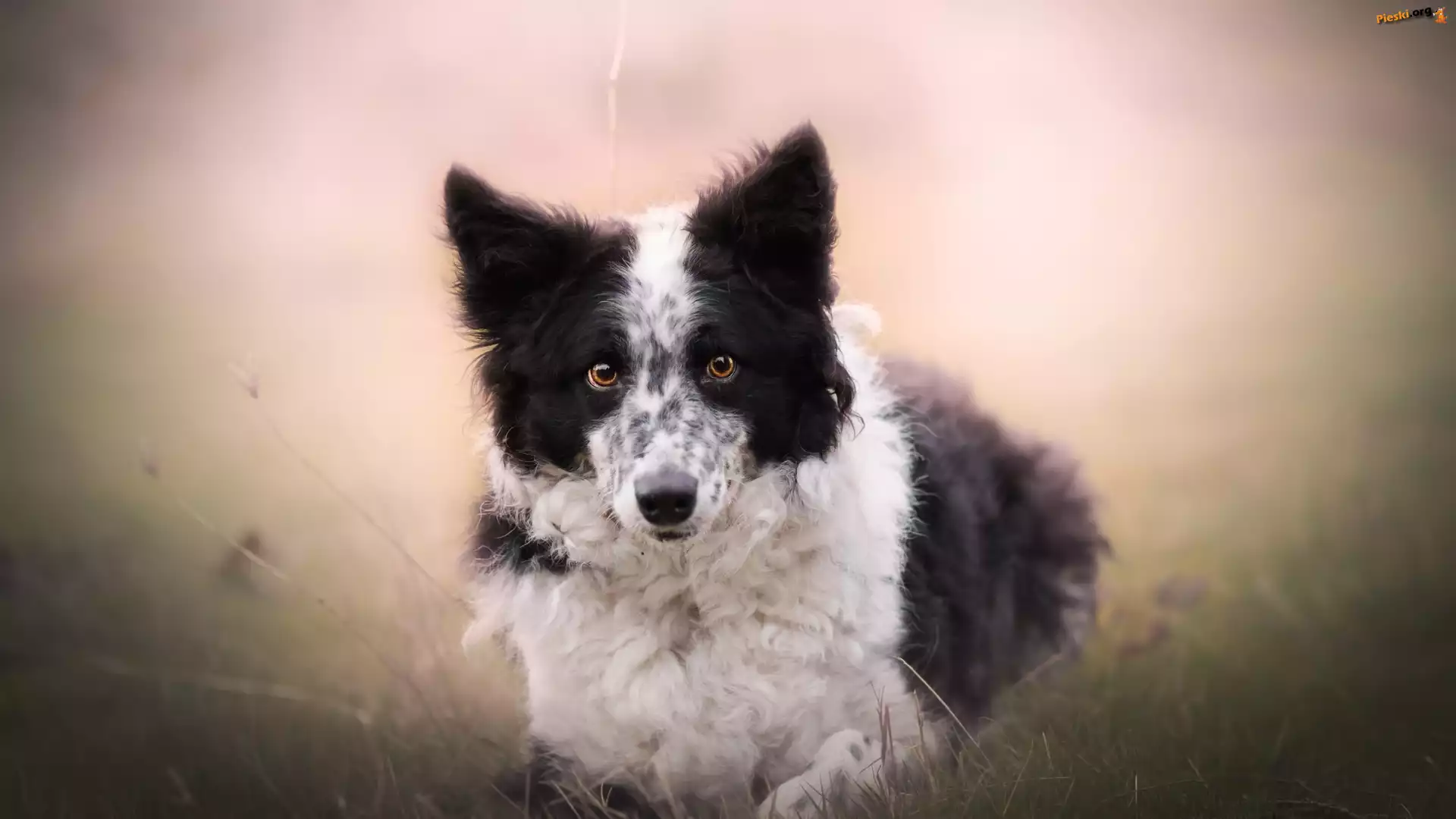 Rozmyte, Border collie, Pies, Łąka, Tło