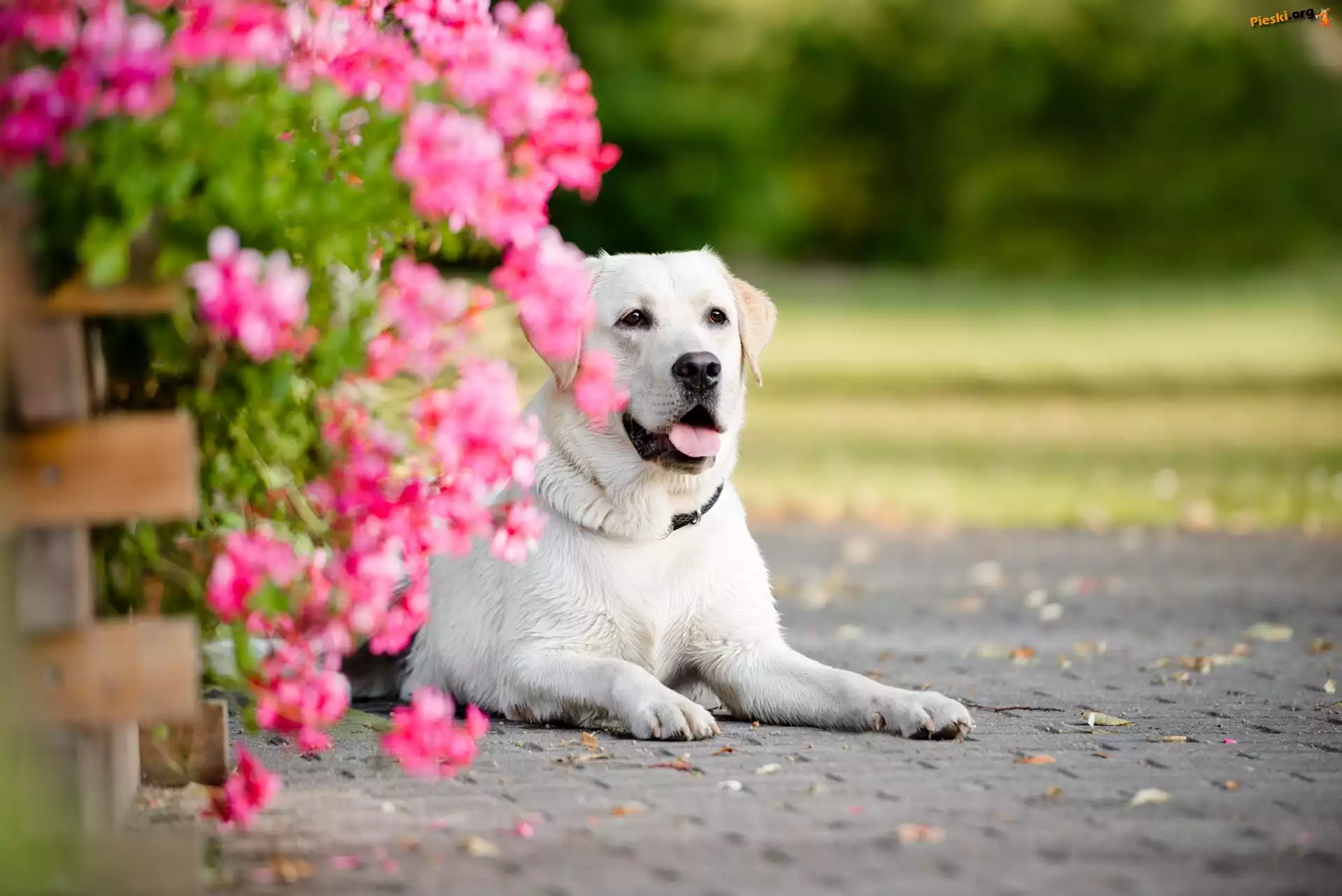 Pies, Labrador Retriever, Kwiaty