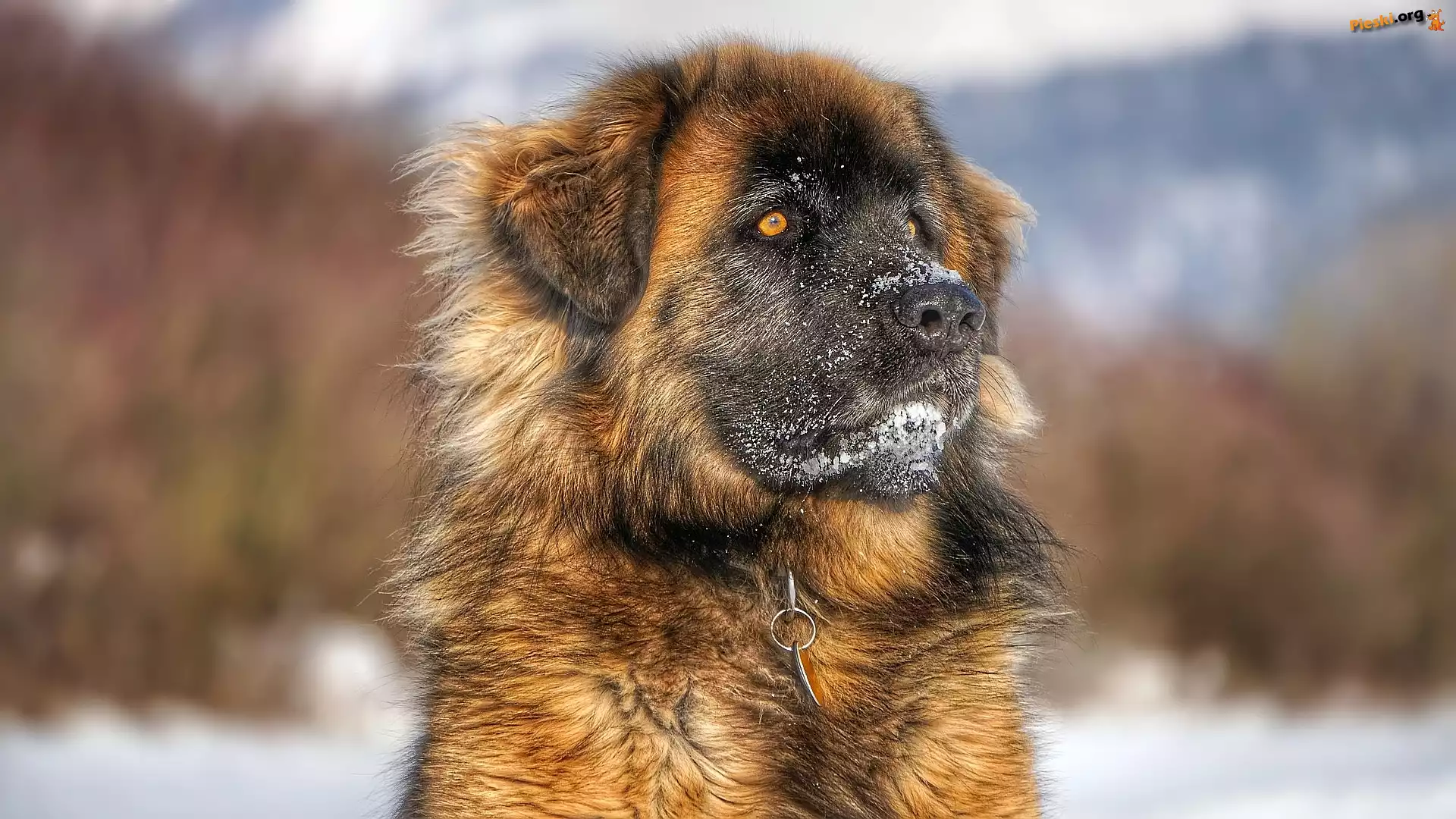 Pies, Leonberger