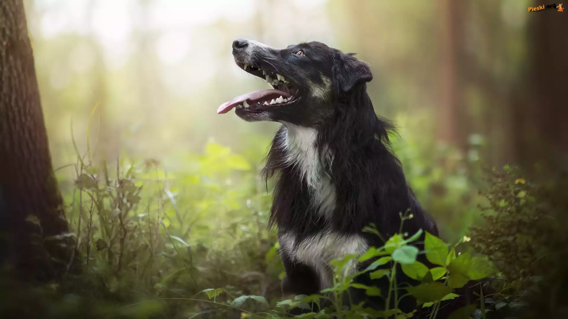 Las, Pies, Border collie, Rośliny
