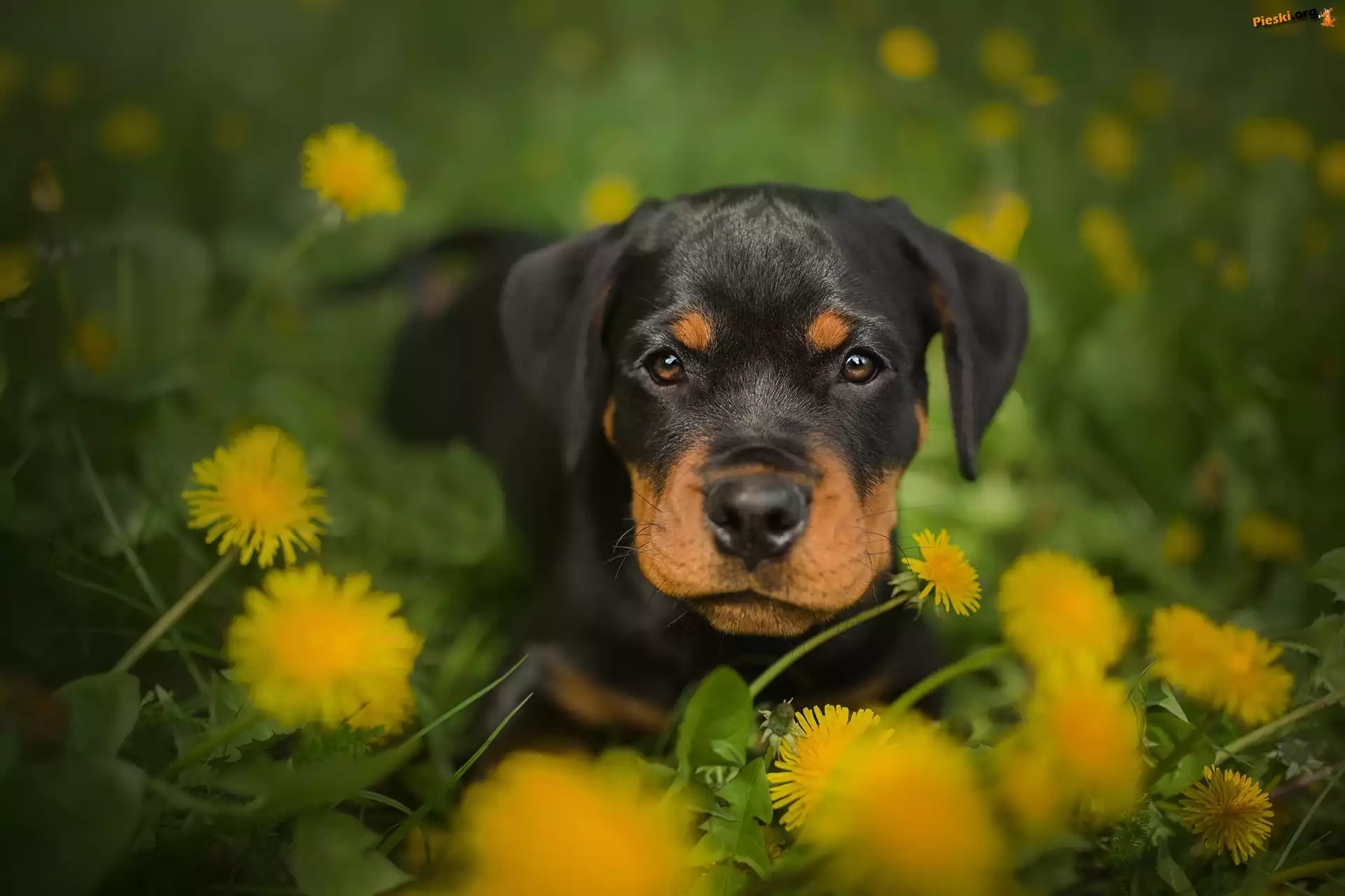 Kwiaty, Szczeniak, Pies, Rottweiler, Mniszek pospolity
