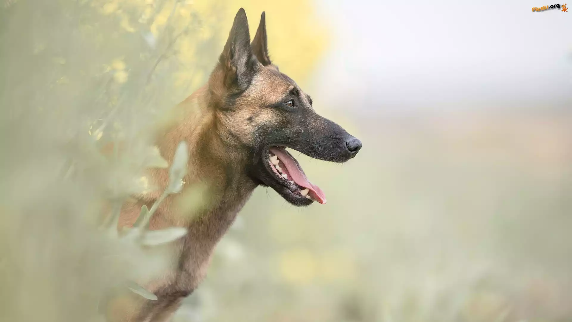 Pies, Owczarek belgijski malinois, Mordka