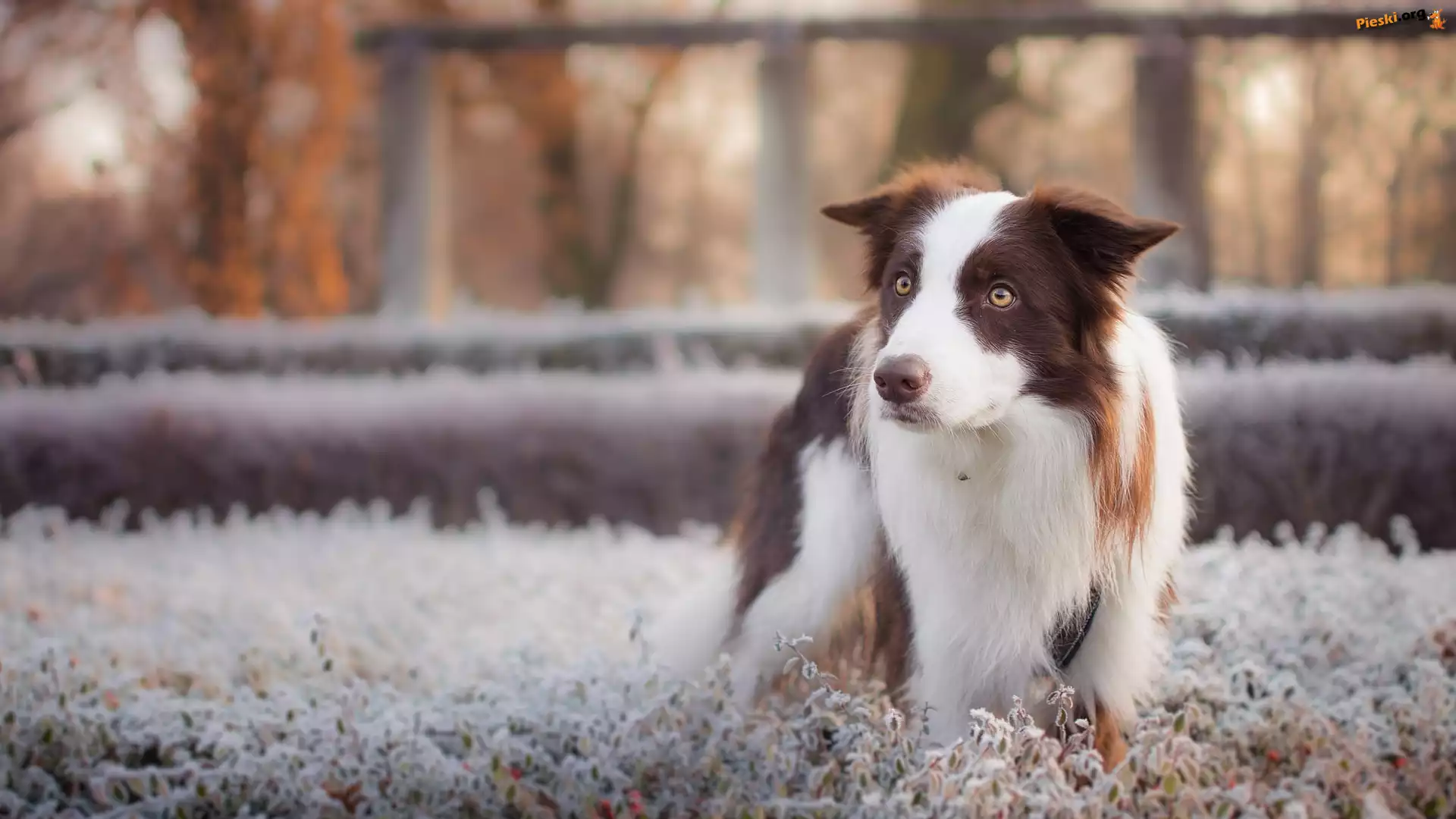 Oszronione, Pies, Border collie, Rośliny