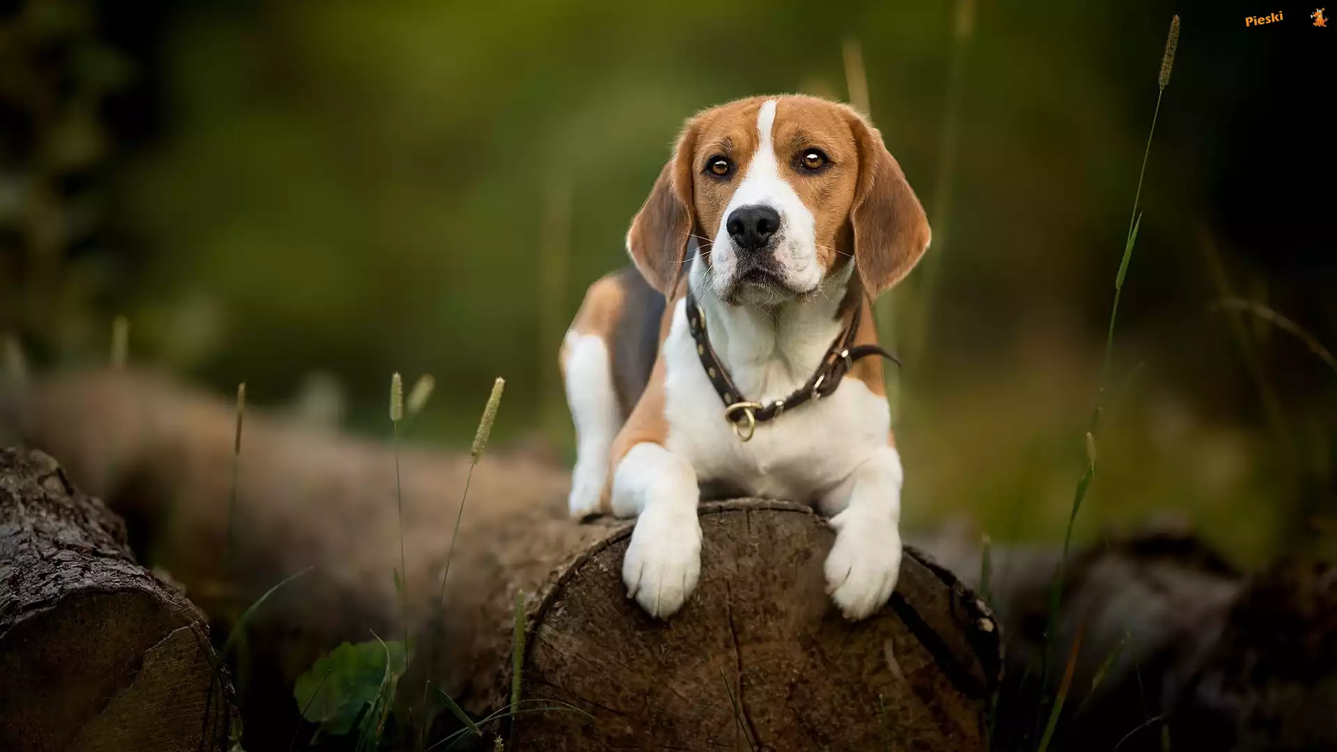 Kłody, Pies, Beagle, Roślinki