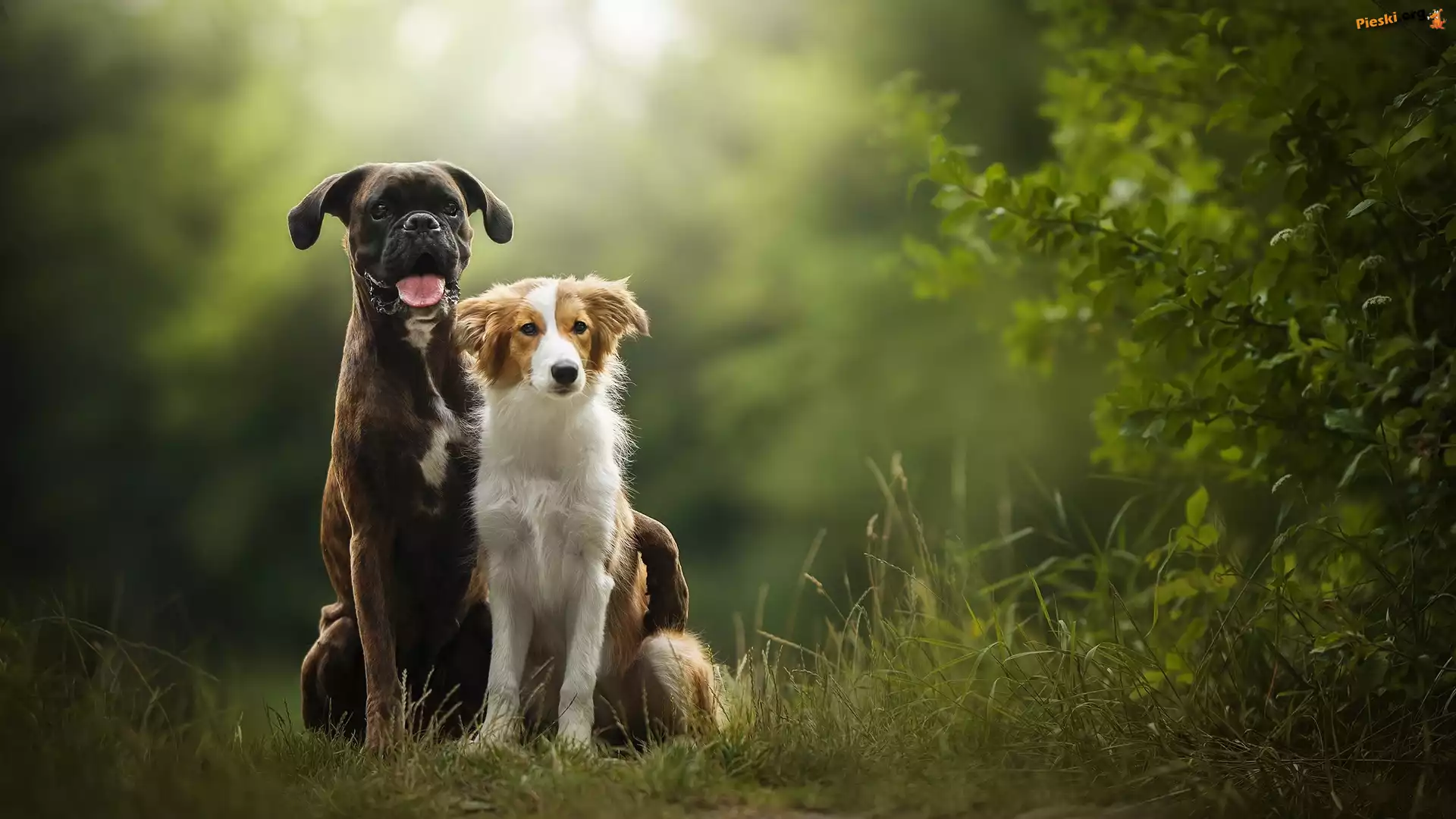 Krzew, Bokser, Psy, Border collie, Trawa