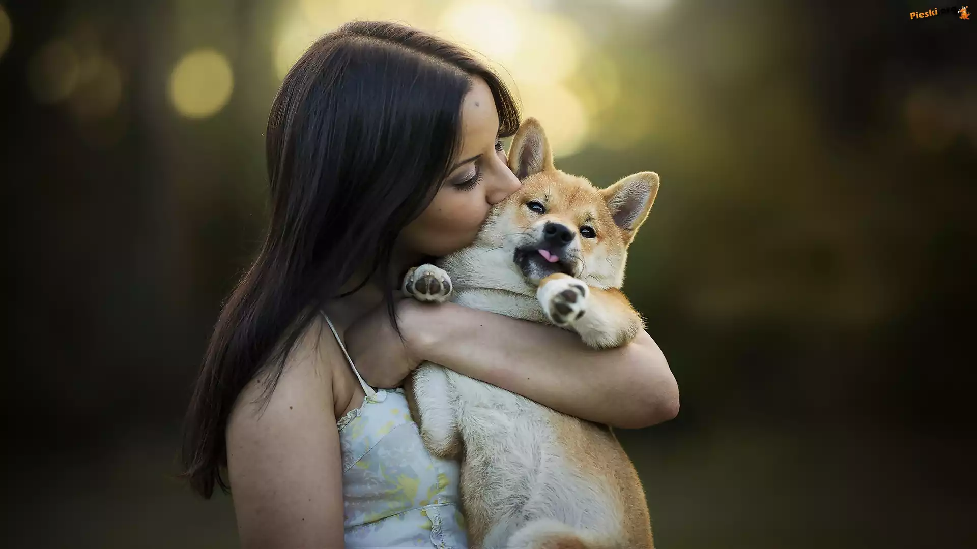 Shiba inu, Kobieta, Pies, Przyjaciele