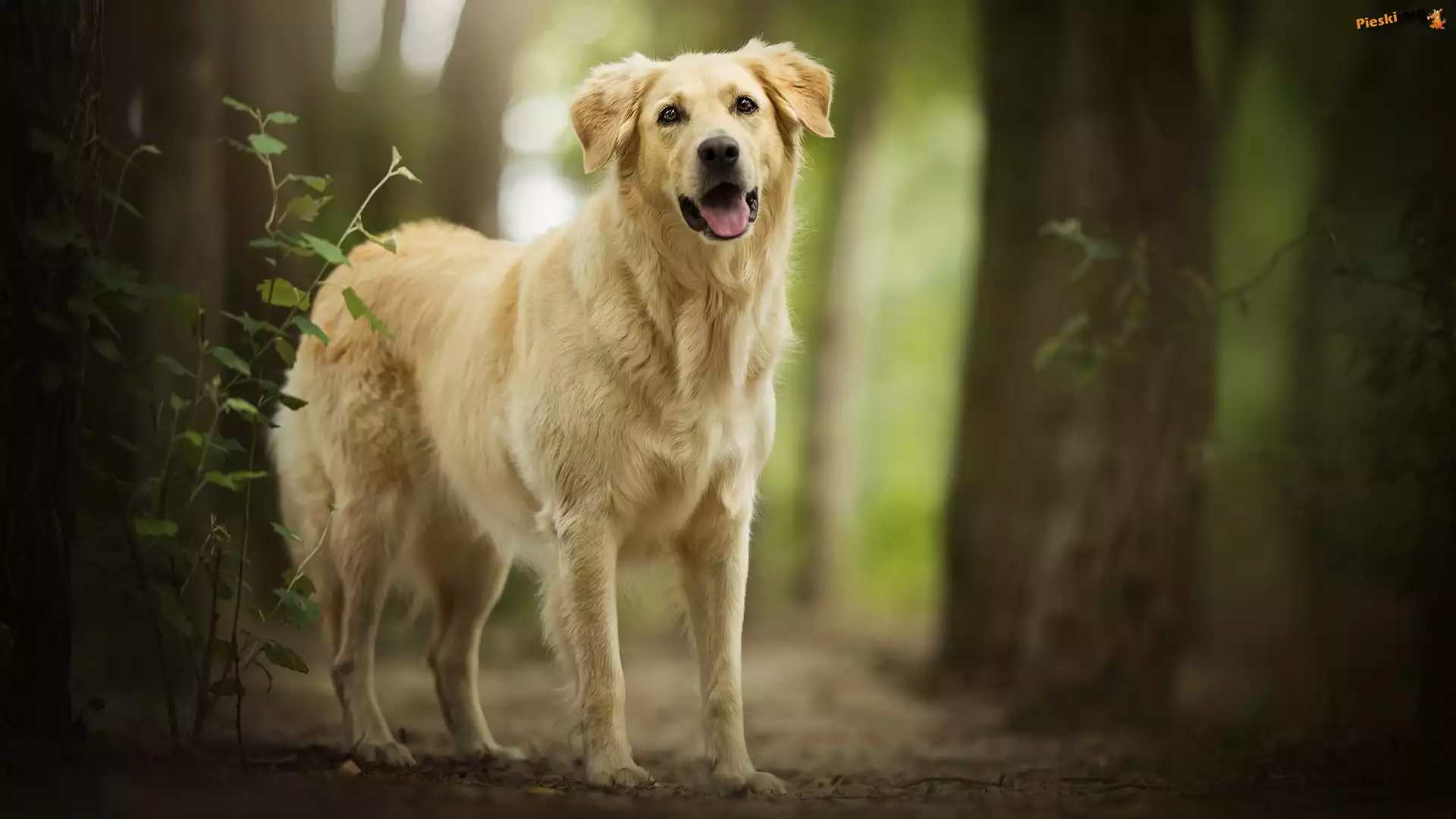 Drzewa, Pies, Golden retriever, Las